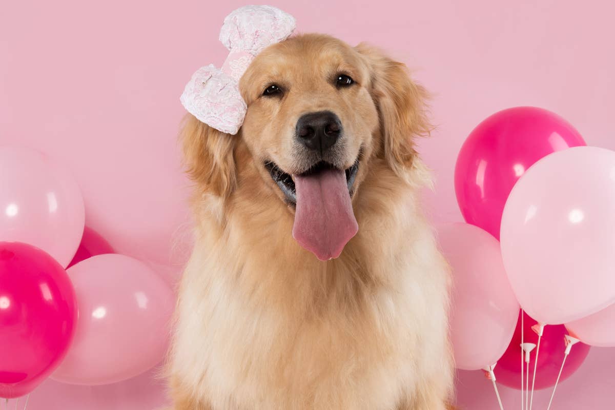 Golden Retriever Wearing Ruffled Dress and Matching Bows Looks Like an Actual Angel - Parade Pets Golden Retriever Wearing Ruffled Dress and Matching Bows Looks Like an Actual Angel - Parade Pets