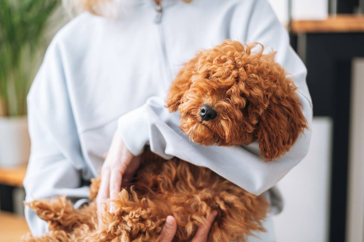 Signs You’re Losing Your Bond With Your Dog—And How to Fix It - Parade Pets