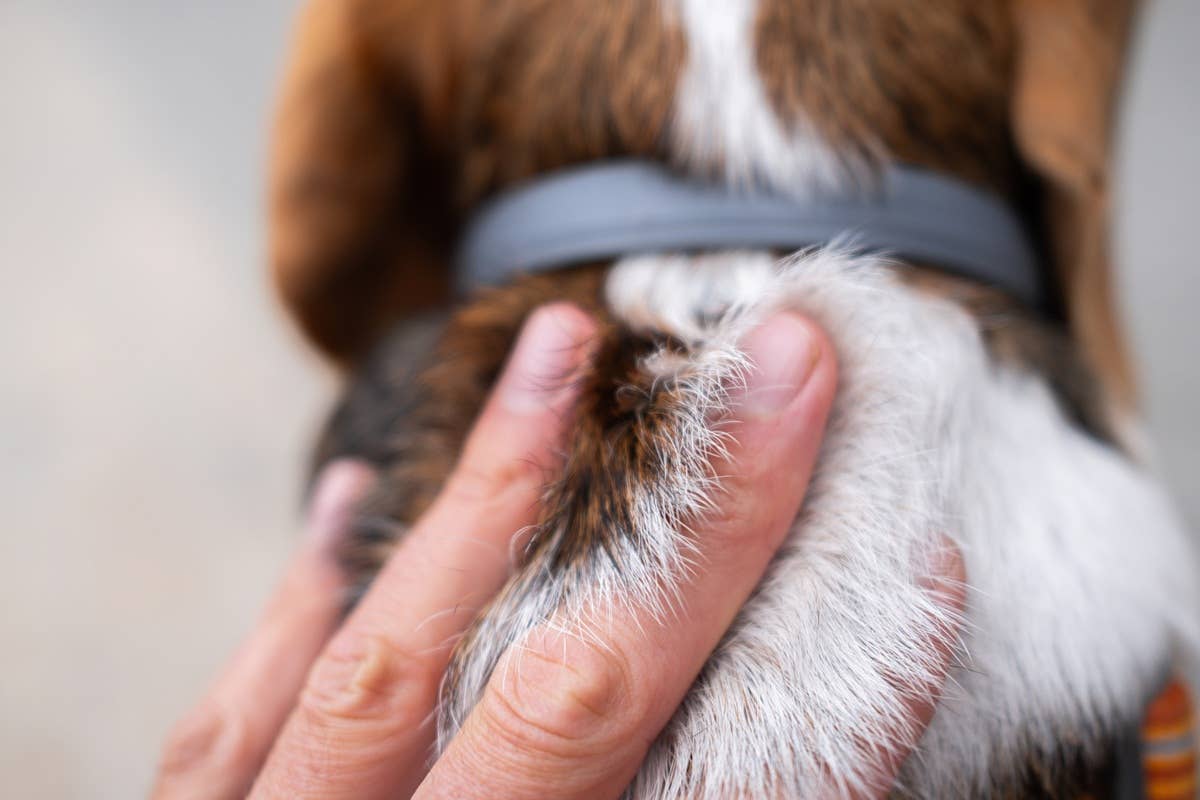 Maine Has the Worst Tick Problem for Dogs in the U.S. - Parade Pets - Tick Treatment For Pets In Treatments