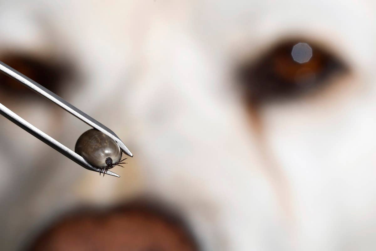 View of Maine Has the Worst Tick Problem for Dogs in the U.S. - Parade Pets