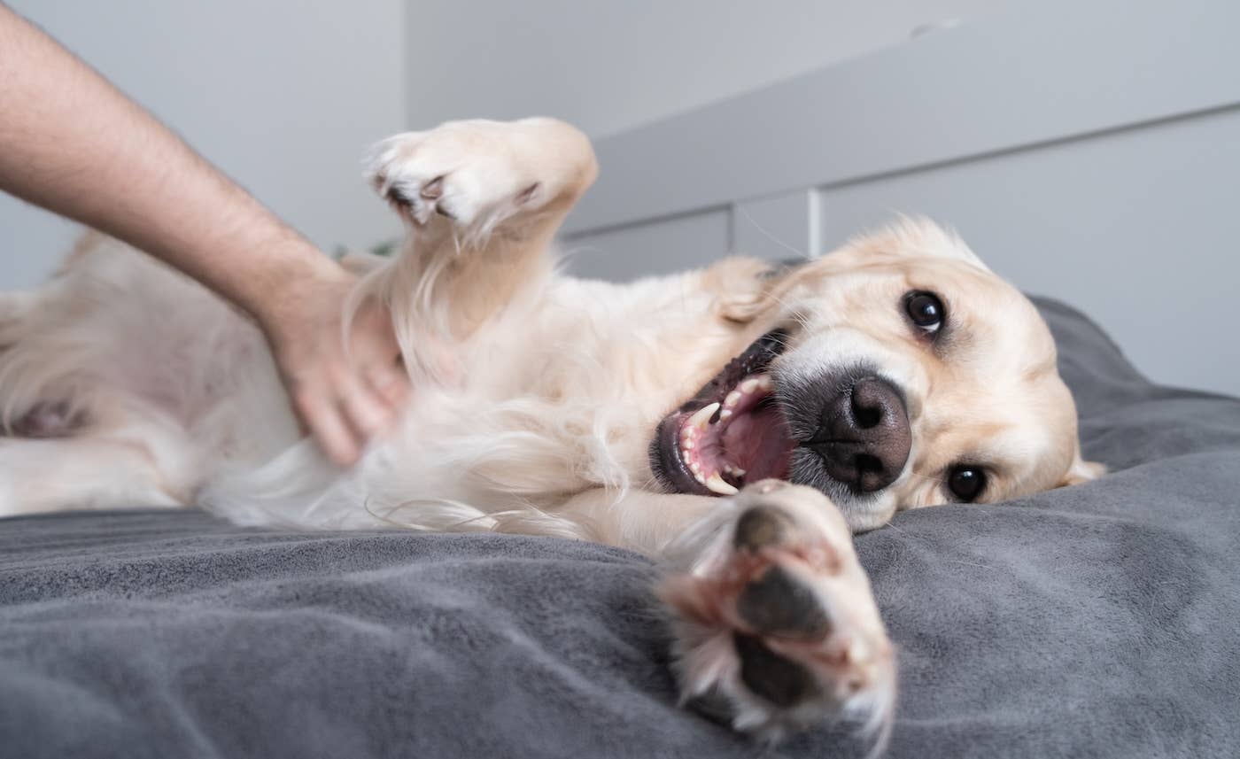 Image showcasing Golden Retriever Puppy’s Nightly ‘Mouth-Off’ Is So Relatable - Parade Pets