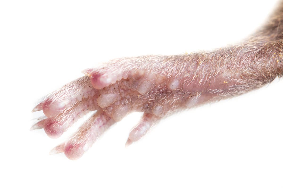 A Vet Nurse Asked the Internet To Guess These 'Mystery Feet'—And the ...