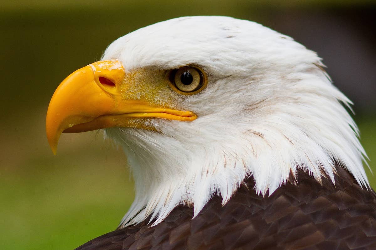 Majestic Bald Eagle Sitting In A Pool With All Her Toys Is Just Like A Majestic Bald Eagle Sitting In A Pool With All Her Toys Is Just Like A