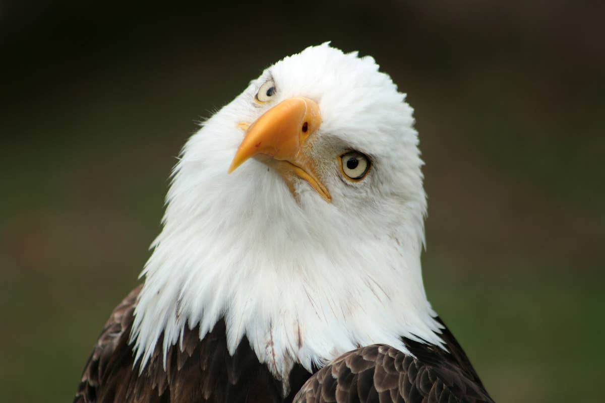 House Cat Takes On A Bald Eagle And Changes His Mind Fast Parade Pets House Cat Takes On A Bald Eagle And Changes His Mind Fast Parade Pets