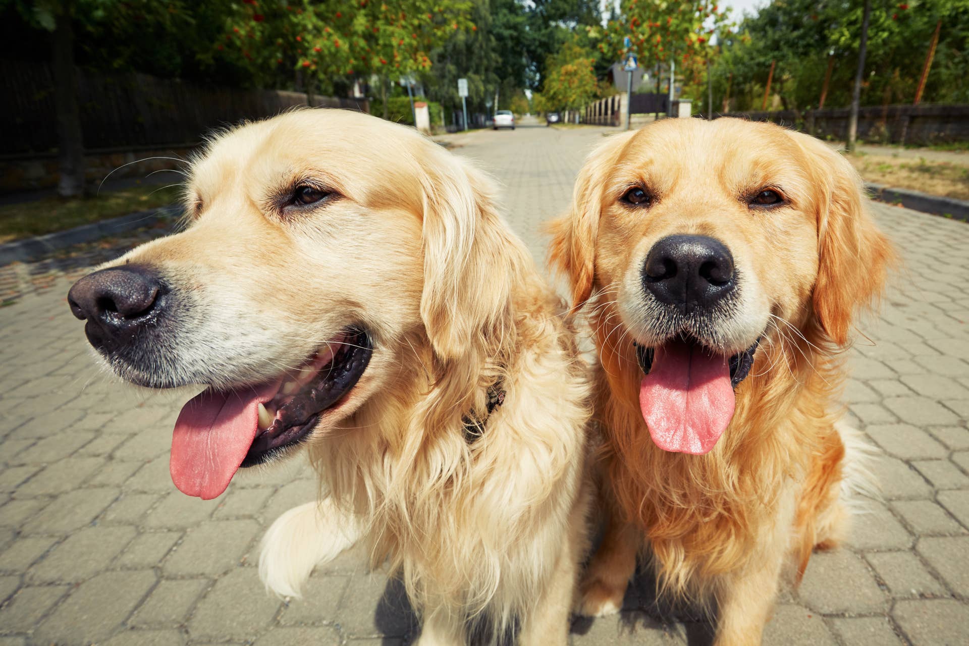 Golden Retriever Cries for Sister During Vet Visit—Their Reunion Is ...