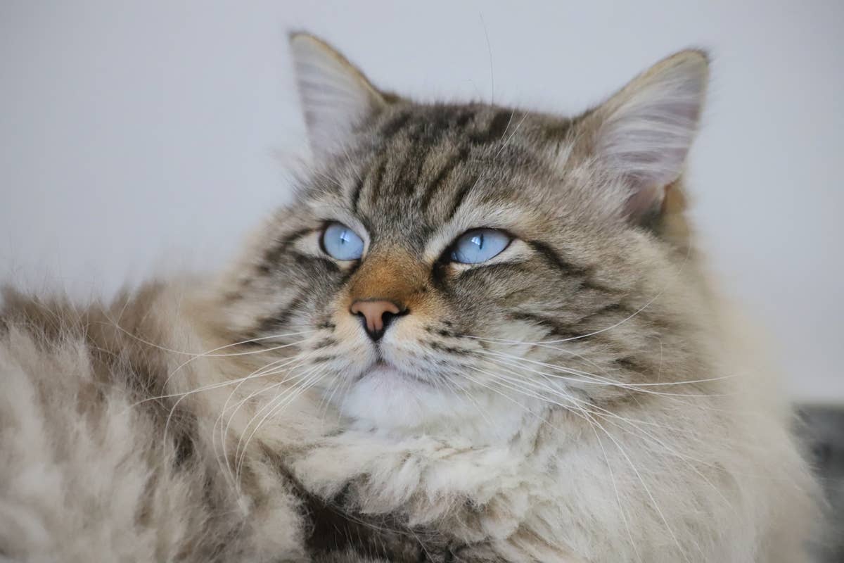 This Siberian Cat's Rare Blue Eyes Are Impossible To Look Away From ...