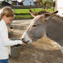 Mini Donkey and Horse Become 'Inseparable Besties' After Meeting at