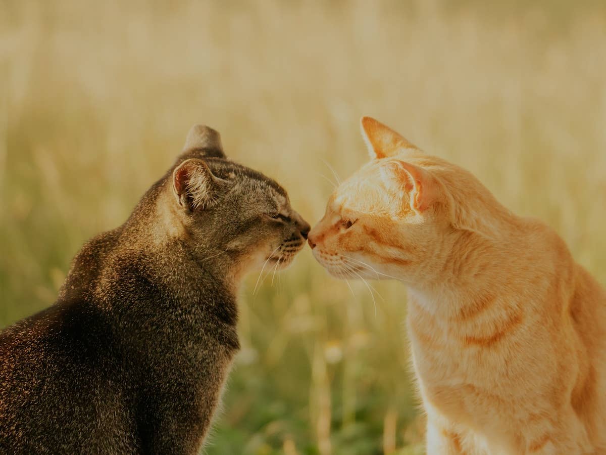 What I Wish Someone Told Me Before I Adopted a Cat - Parade Pets