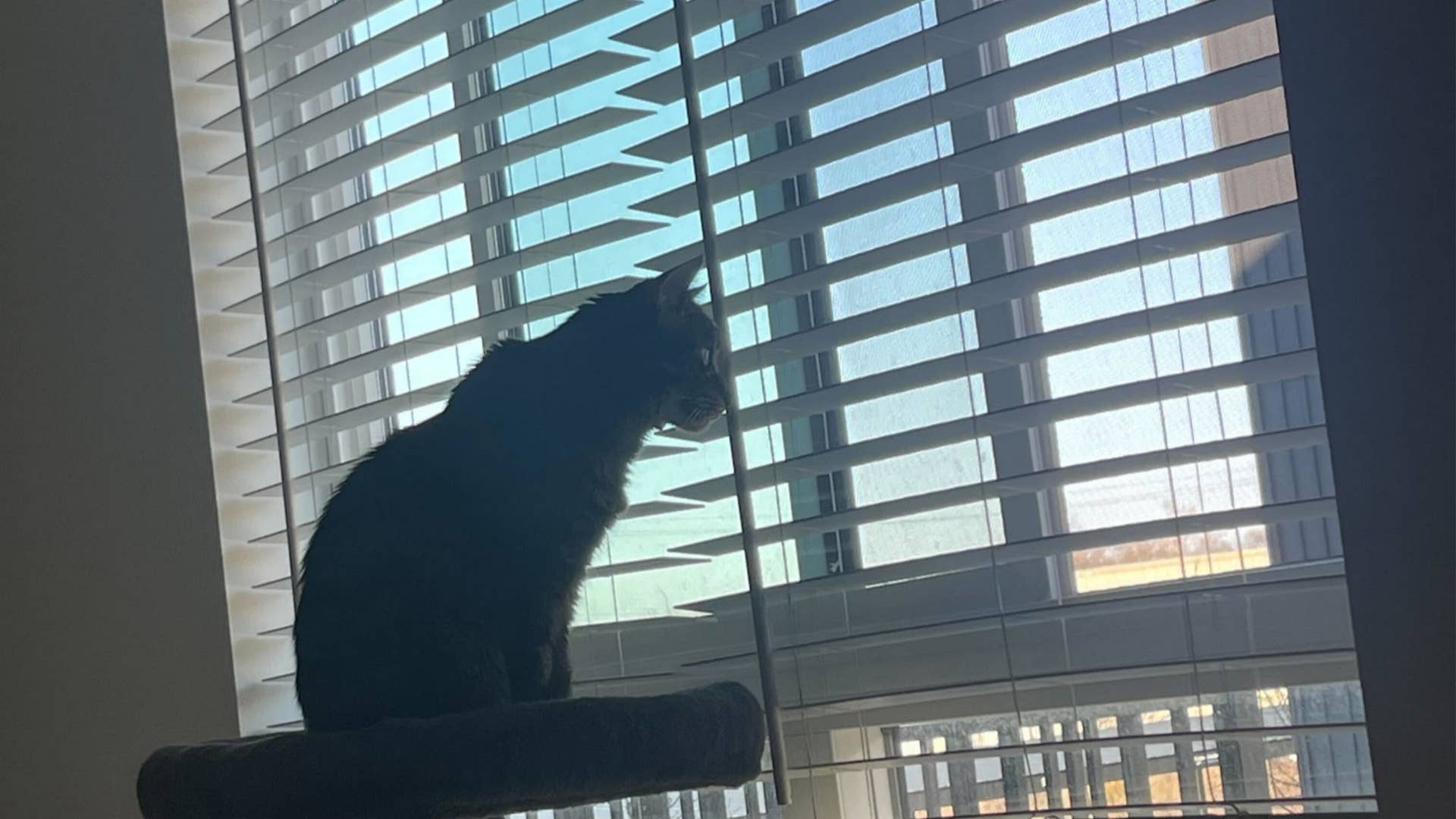 What I Wish Someone Told Me Before I Adopted a Cat - Parade Pets