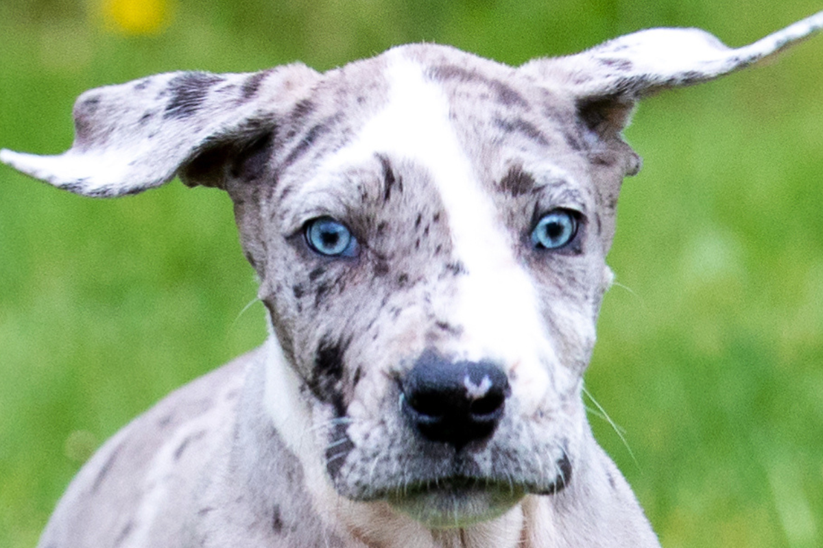This Great Dane Puppy Looks Like Someone Mixed a Dalmatian, Fox, and ...
