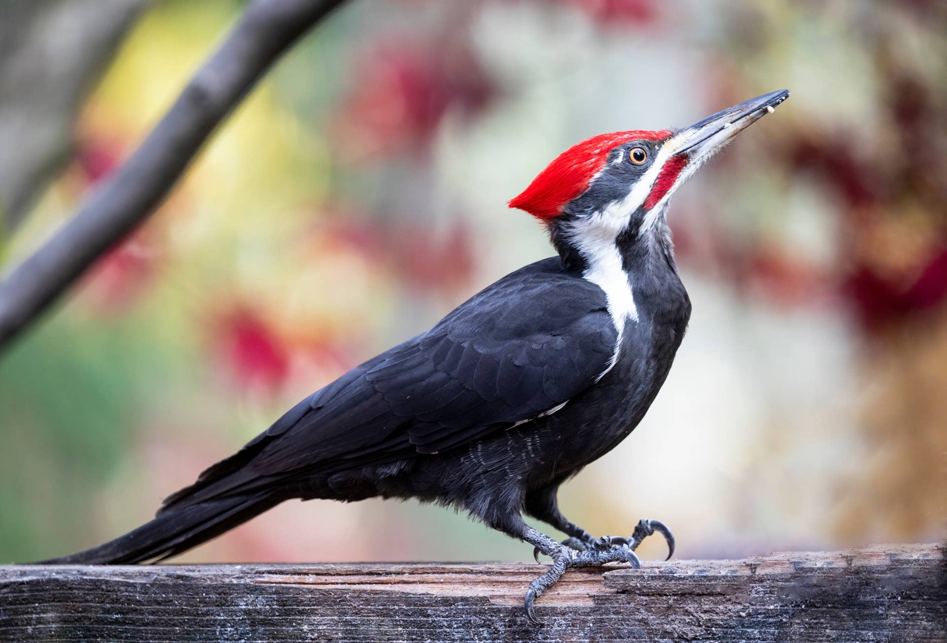 This Gorgeous Bird Is Hammering Through a Tree Like He Pays the ...