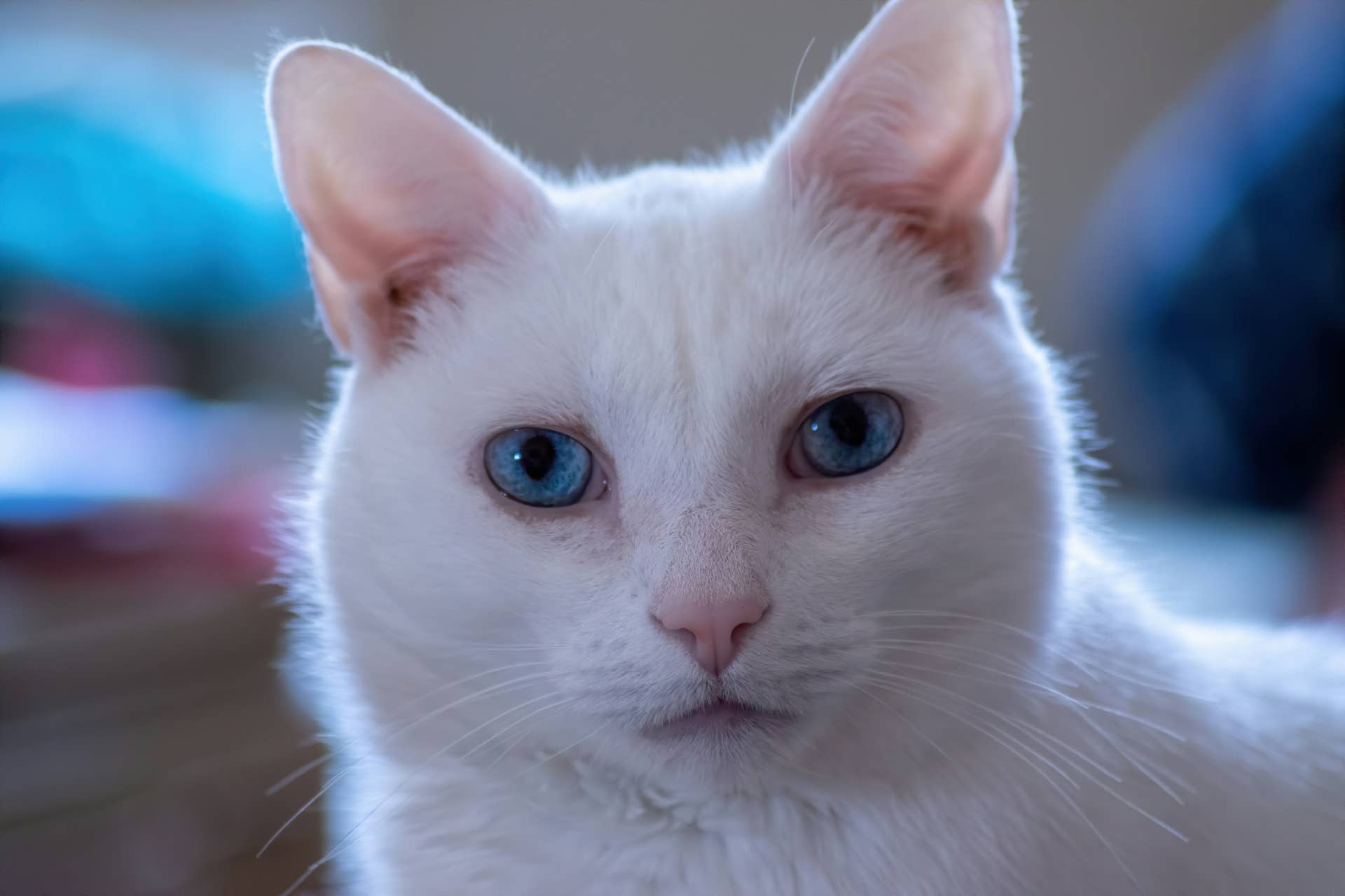 Brave Cat Lost Her Ears to Cancer—Now She's Melting Hearts for Looking ...