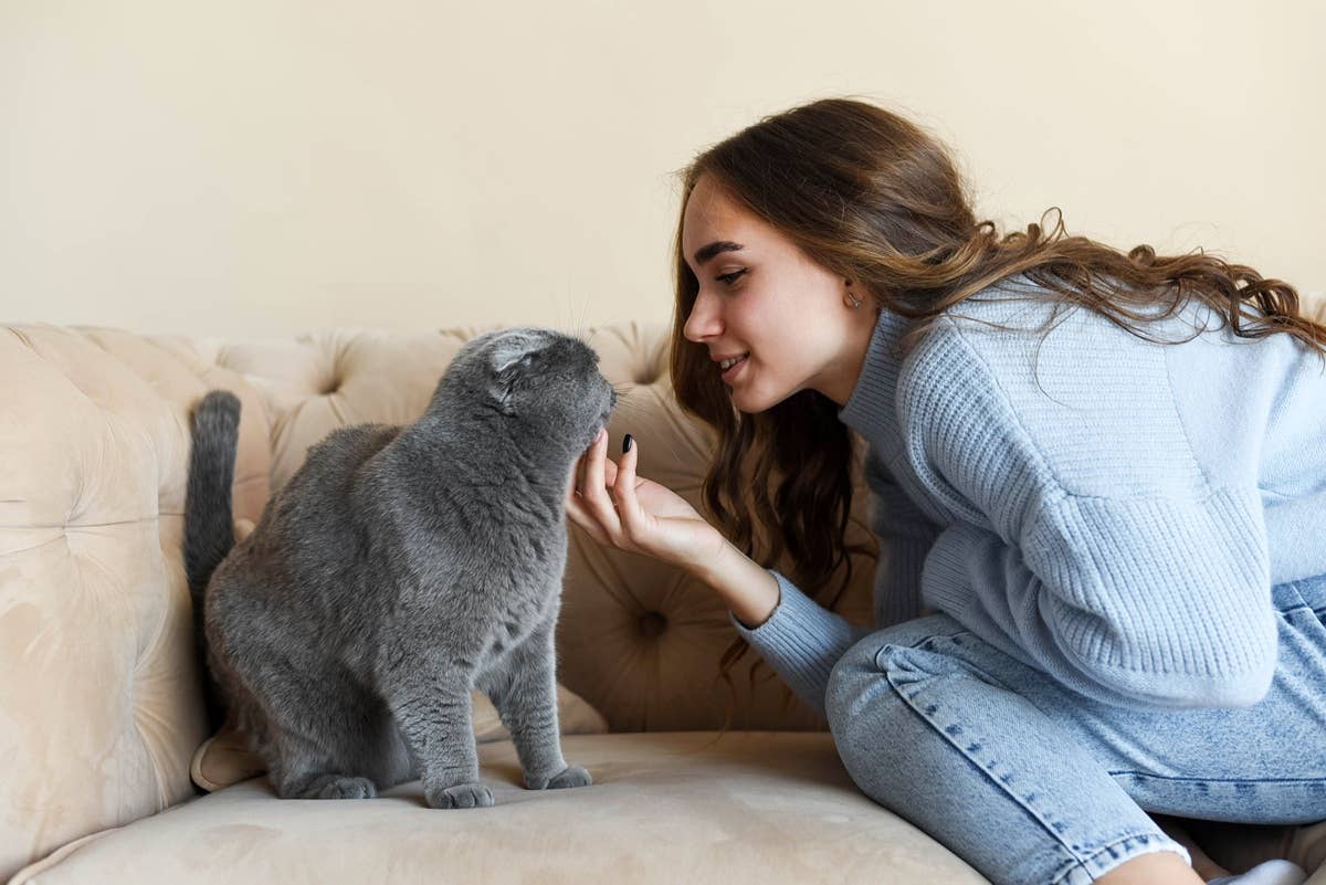 10 Signs Your Cat Is More Attached to You Than You Realize - Parade Pets