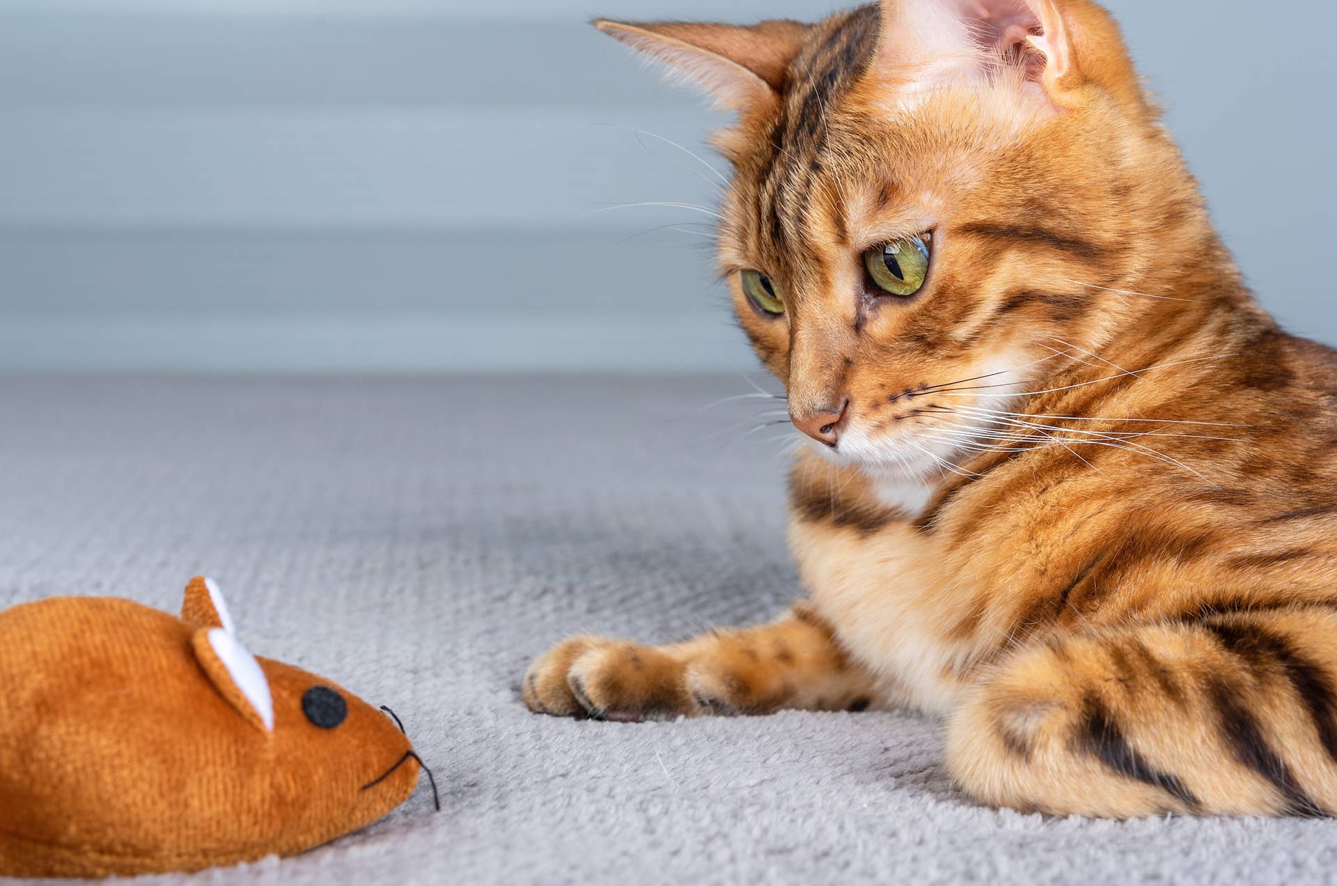 Stunning ‘Ruby Red’ Bengal Cat Is a Real Hidden Gem - Parade Pets