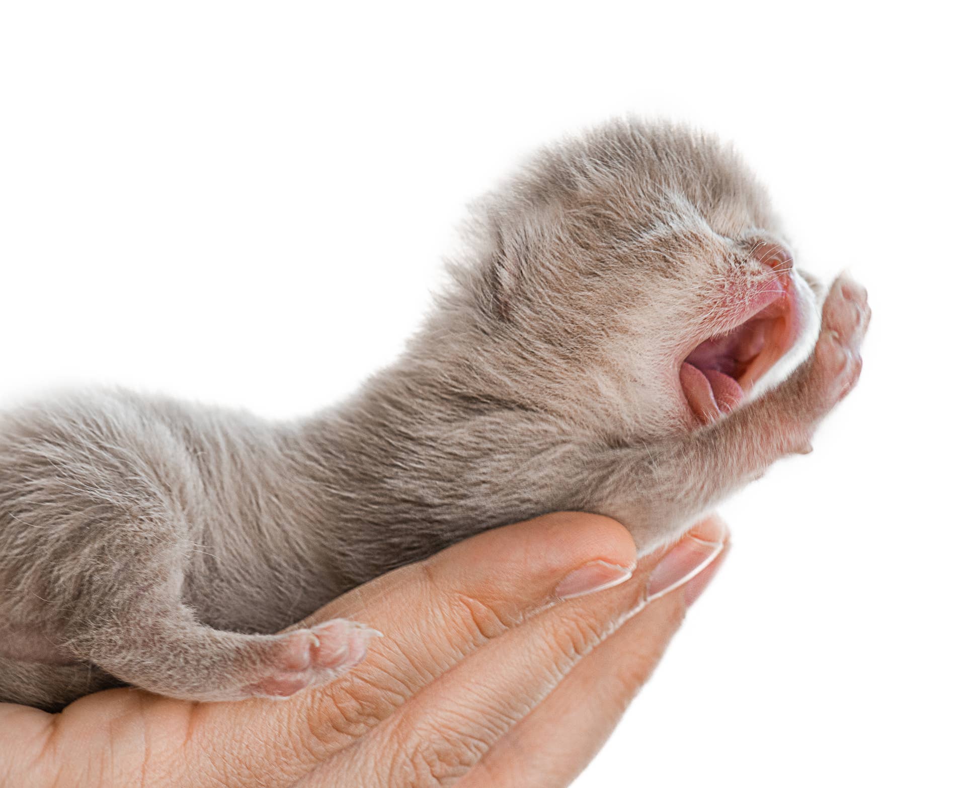 Rare ‘Two-Faced’ Kitten Is One of Only a Handful Ever Documented ...