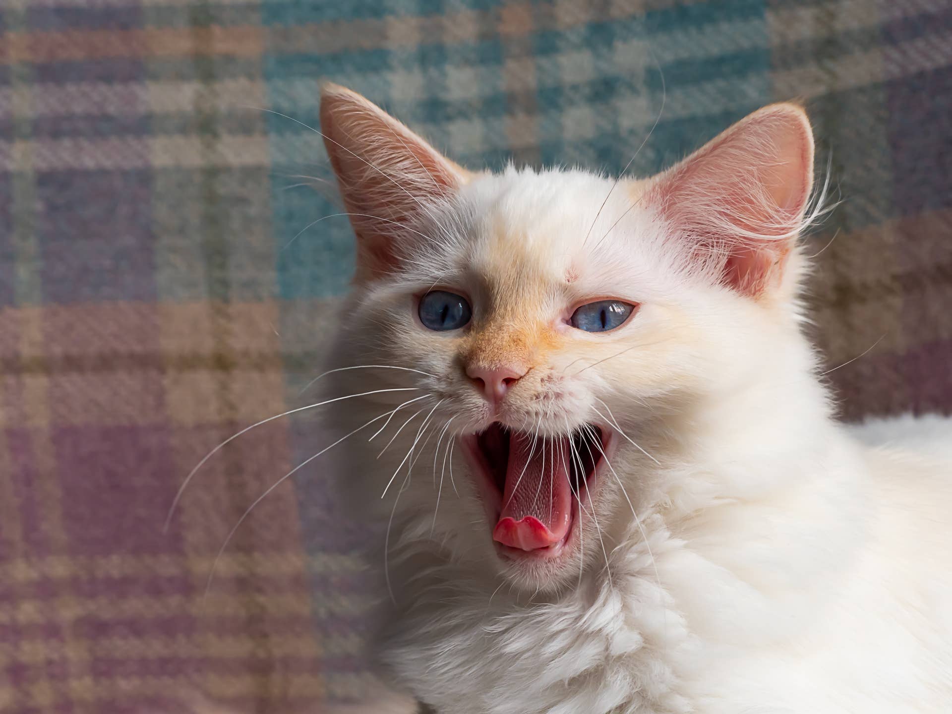 Ragdoll Kitten Treats a Balloon Like Her Greatest Enemy - Parade Pets
