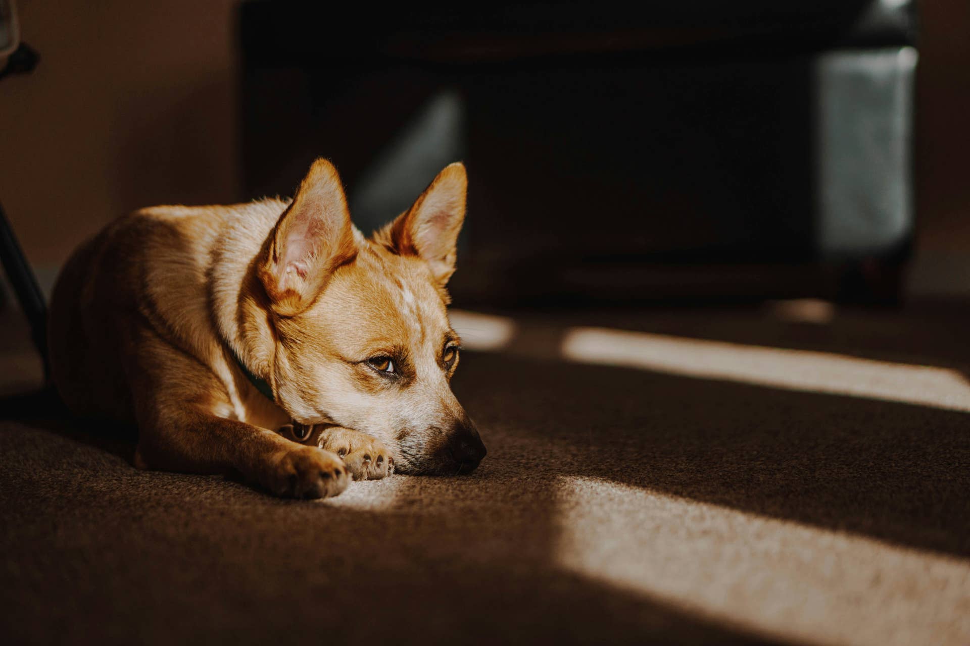 8 Signs Your Dog May Need More Exercise - Parade Pets - Canine Emotional Needs