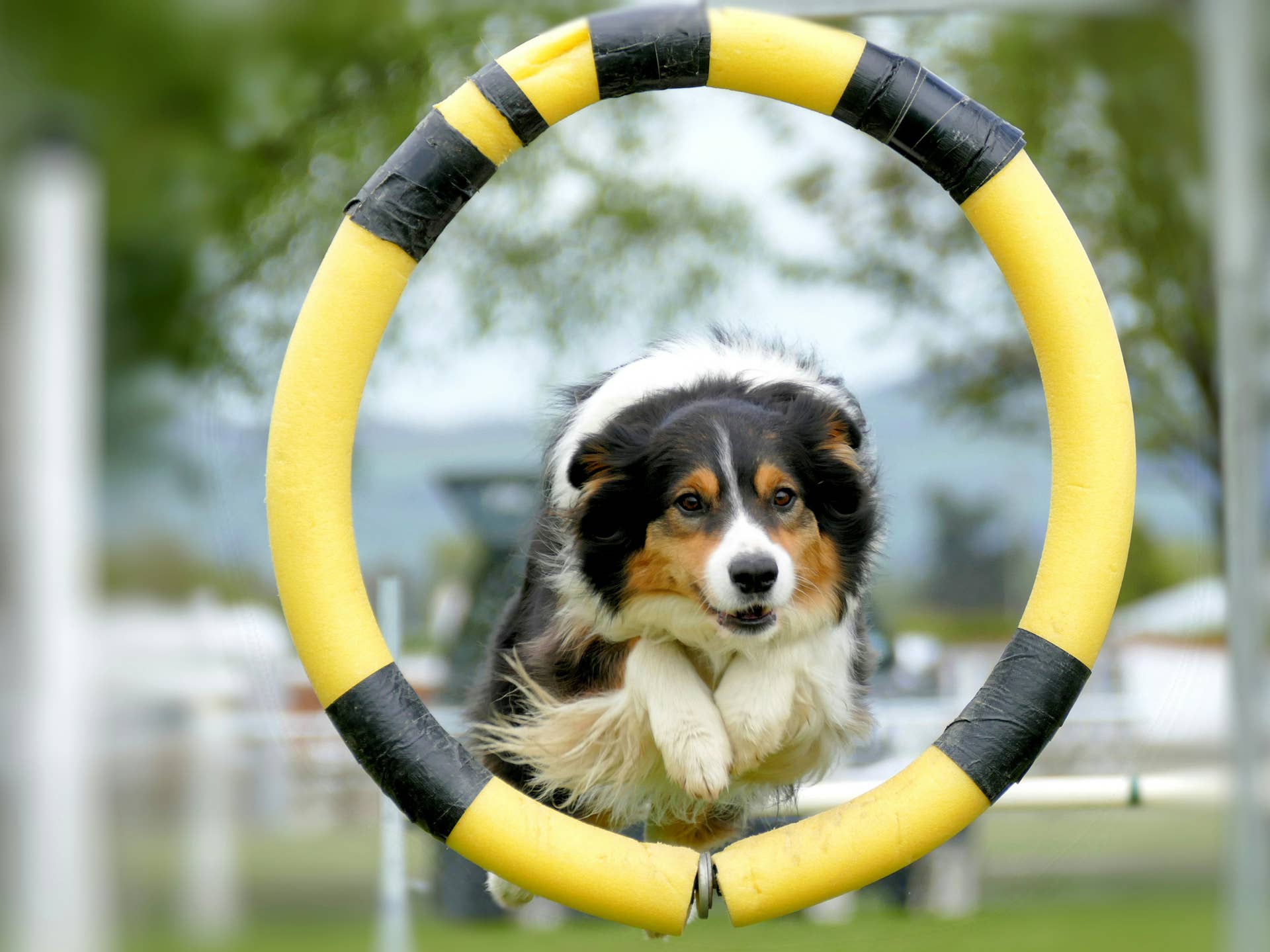 Image showcasing 8 Signs Your Dog May Need More Exercise - Parade Pets