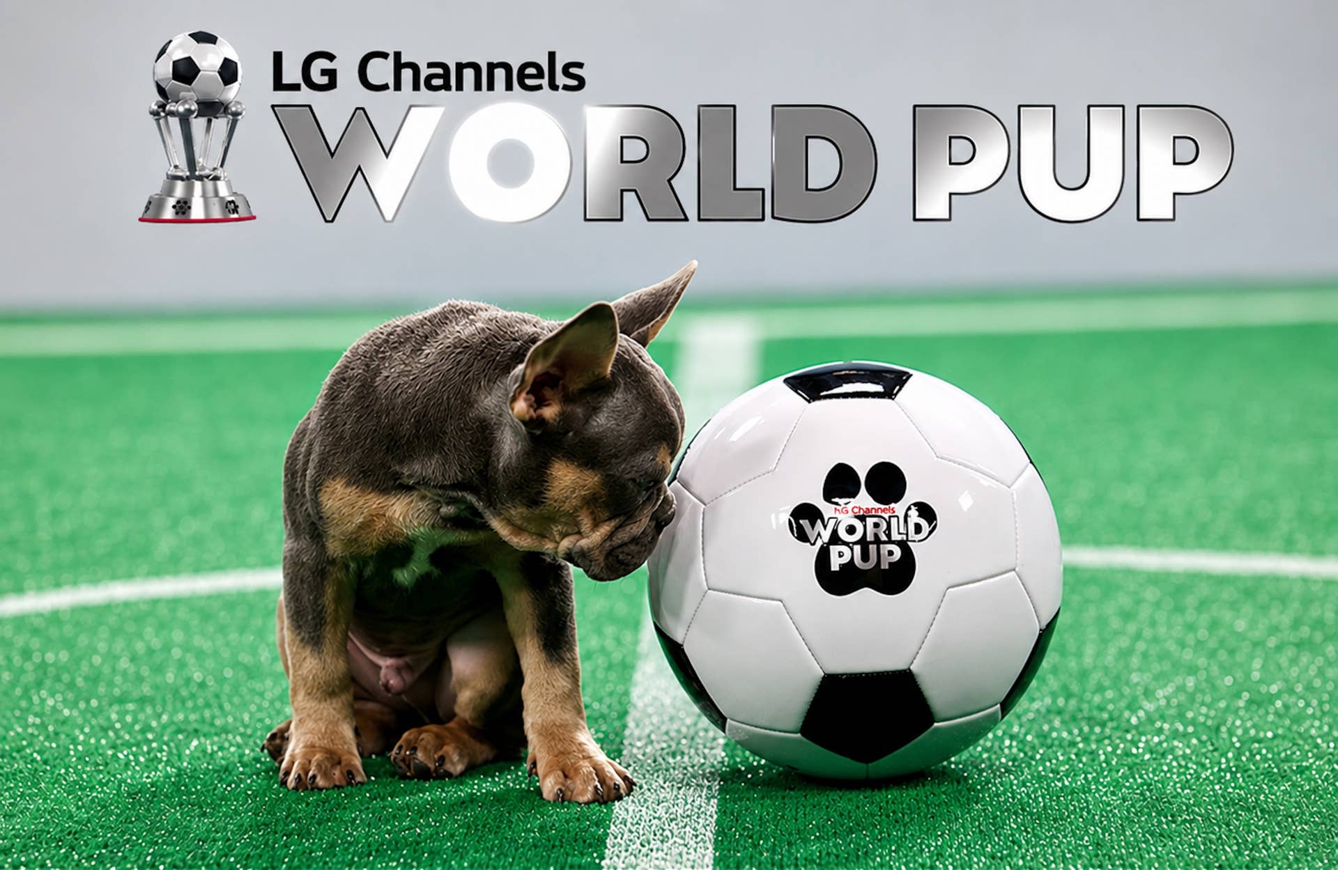 48 rescue puppies became soccer stars, and every one needs a home