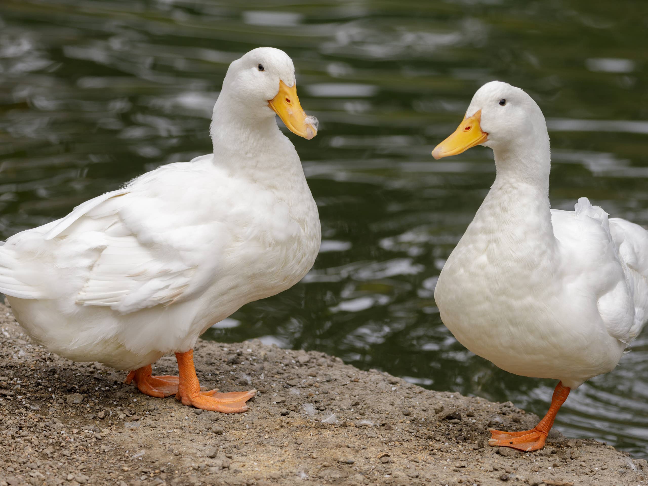 A Tiny Bunny Was All Alone Until a Mama and Daddy Duck Decided He Was ...