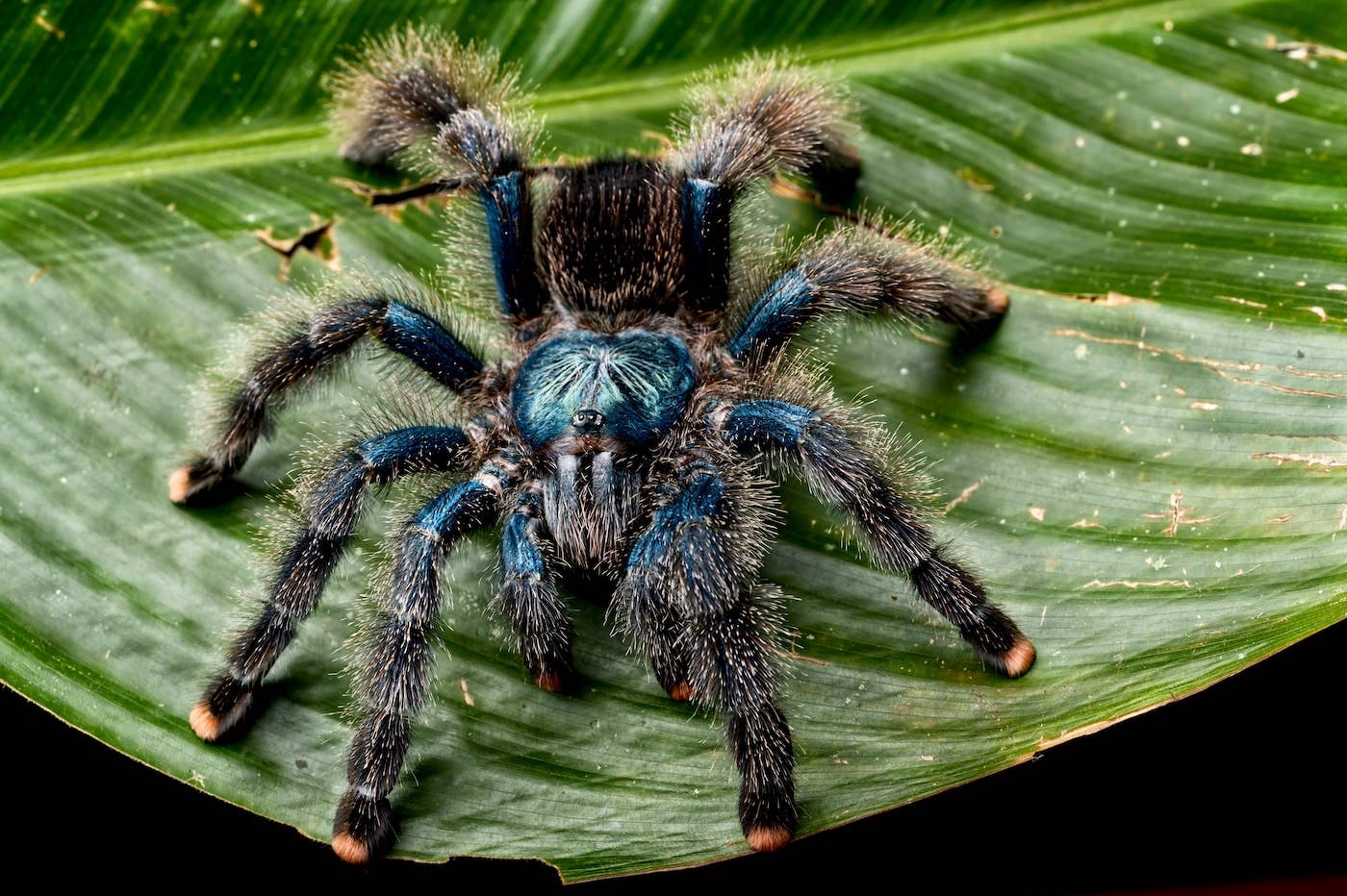 Mom Gives Tarantula a Toy Wand—and He Turns Into a Princess