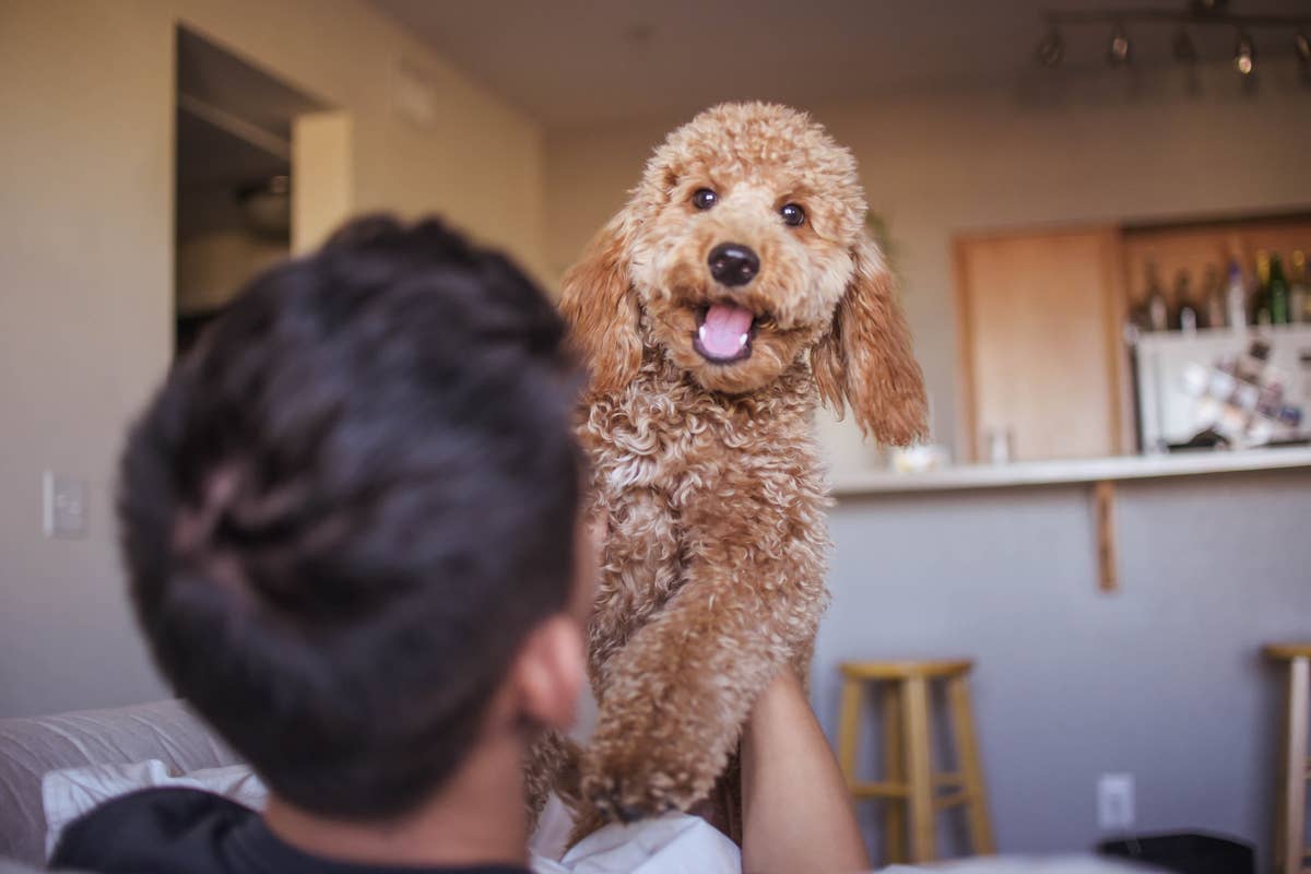 A man holds a happy Goldendoodle.
