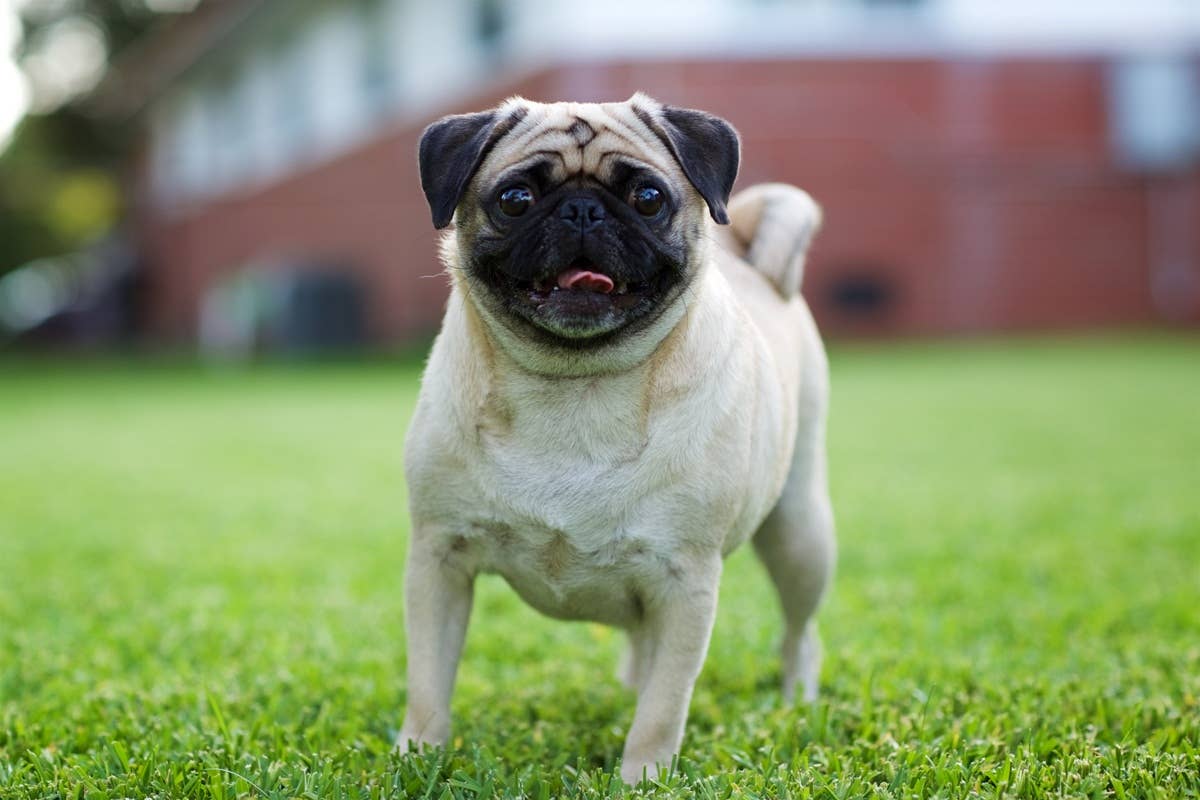 7 Best Dog Breeds for Single People Who Want a Loyal Companion - Parade ...