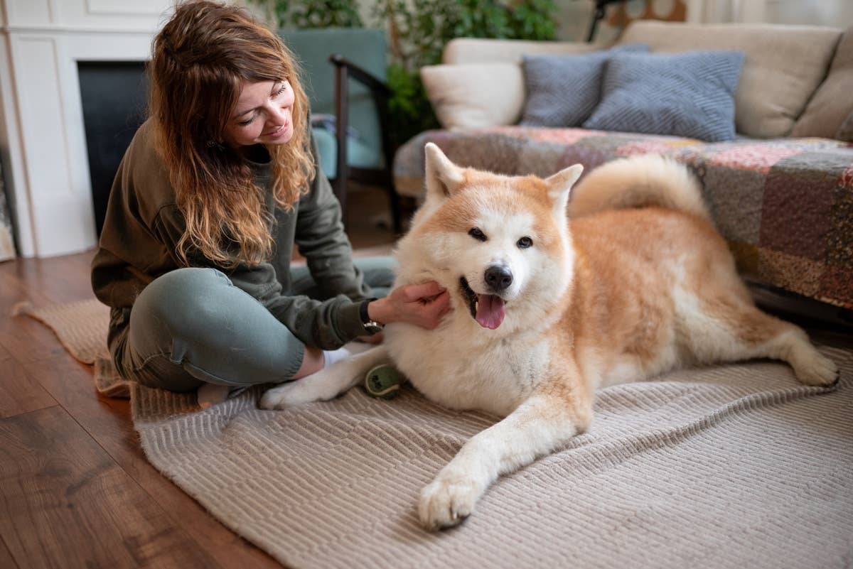 7 Best Dog Breeds for Single People Who Want a Loyal Companion - Parade ...