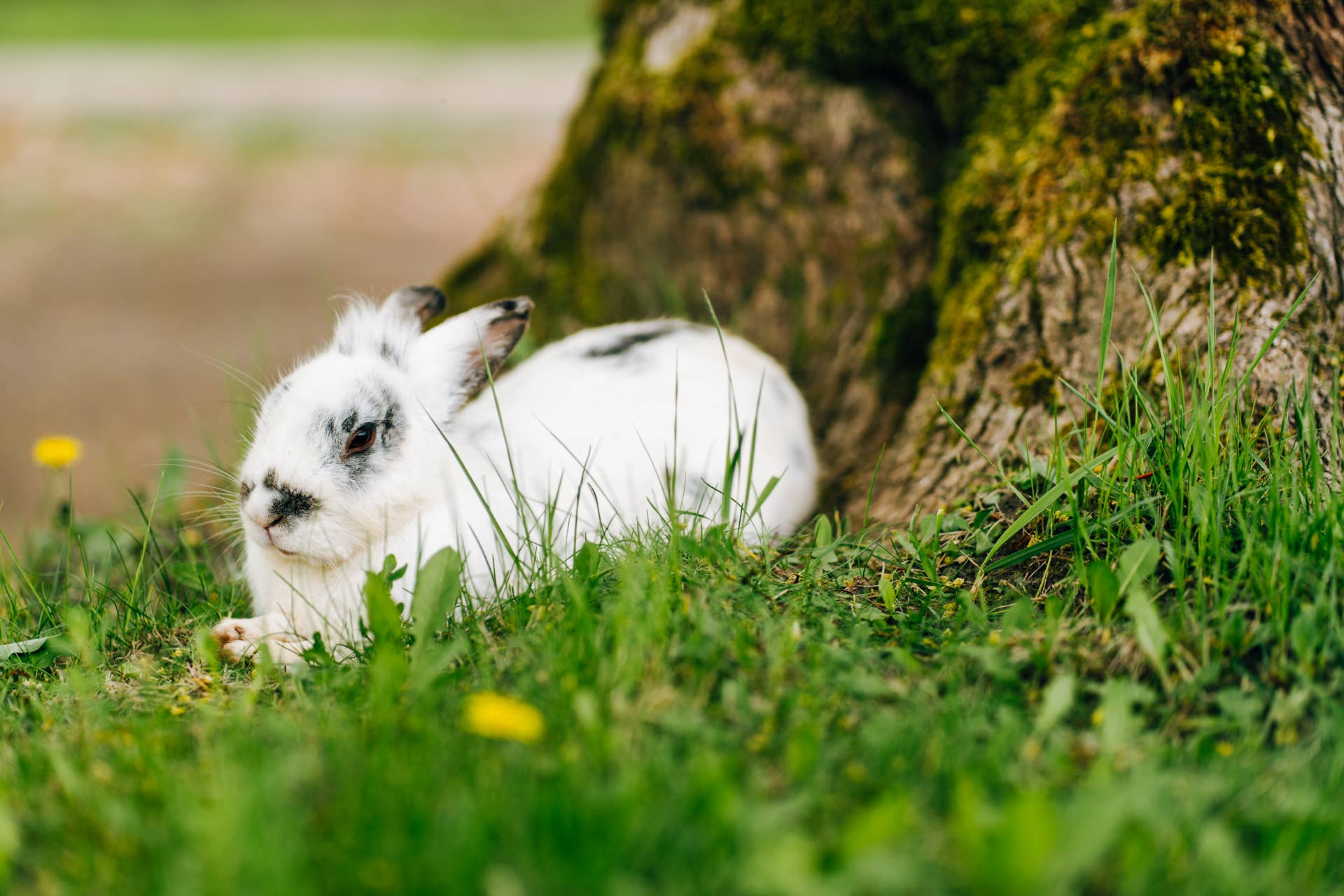 Man Spotted a 'Ball of Cream' on the Side of the Road—Then He Realized ...