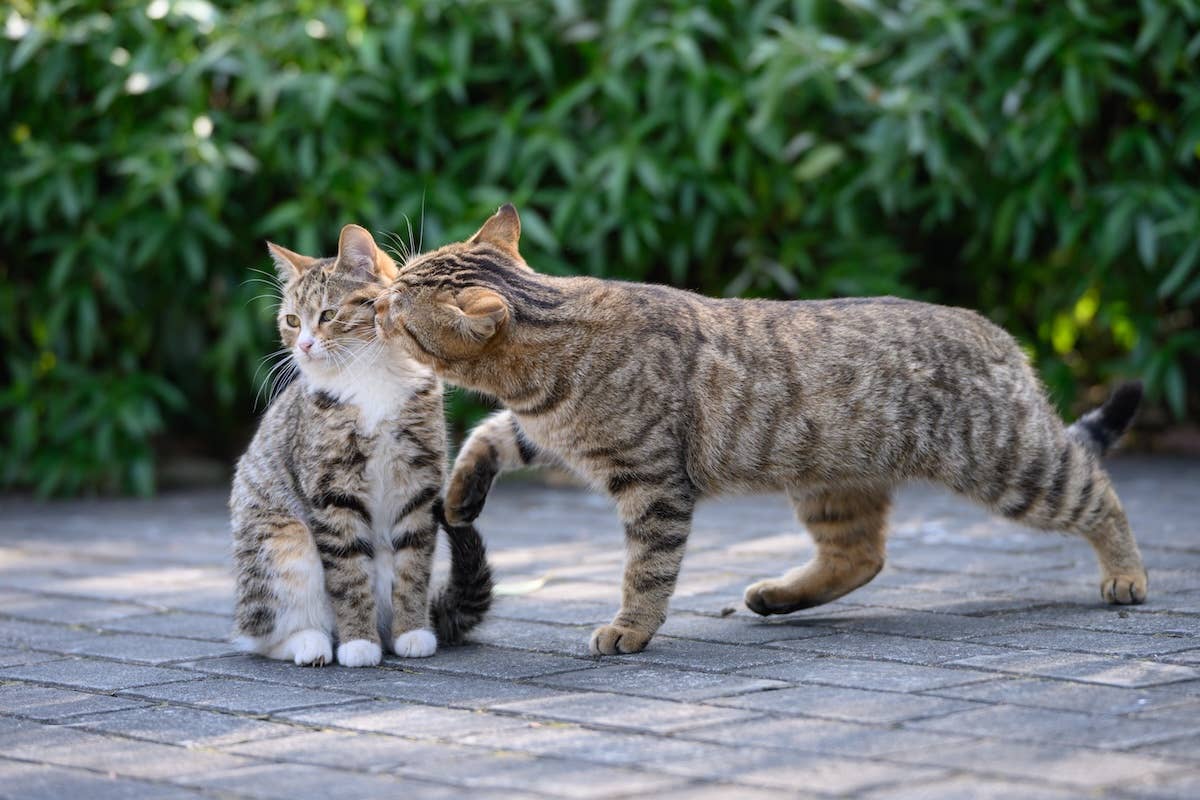 Artist Beautifully Imagines Where Different Cats Come From and People ...