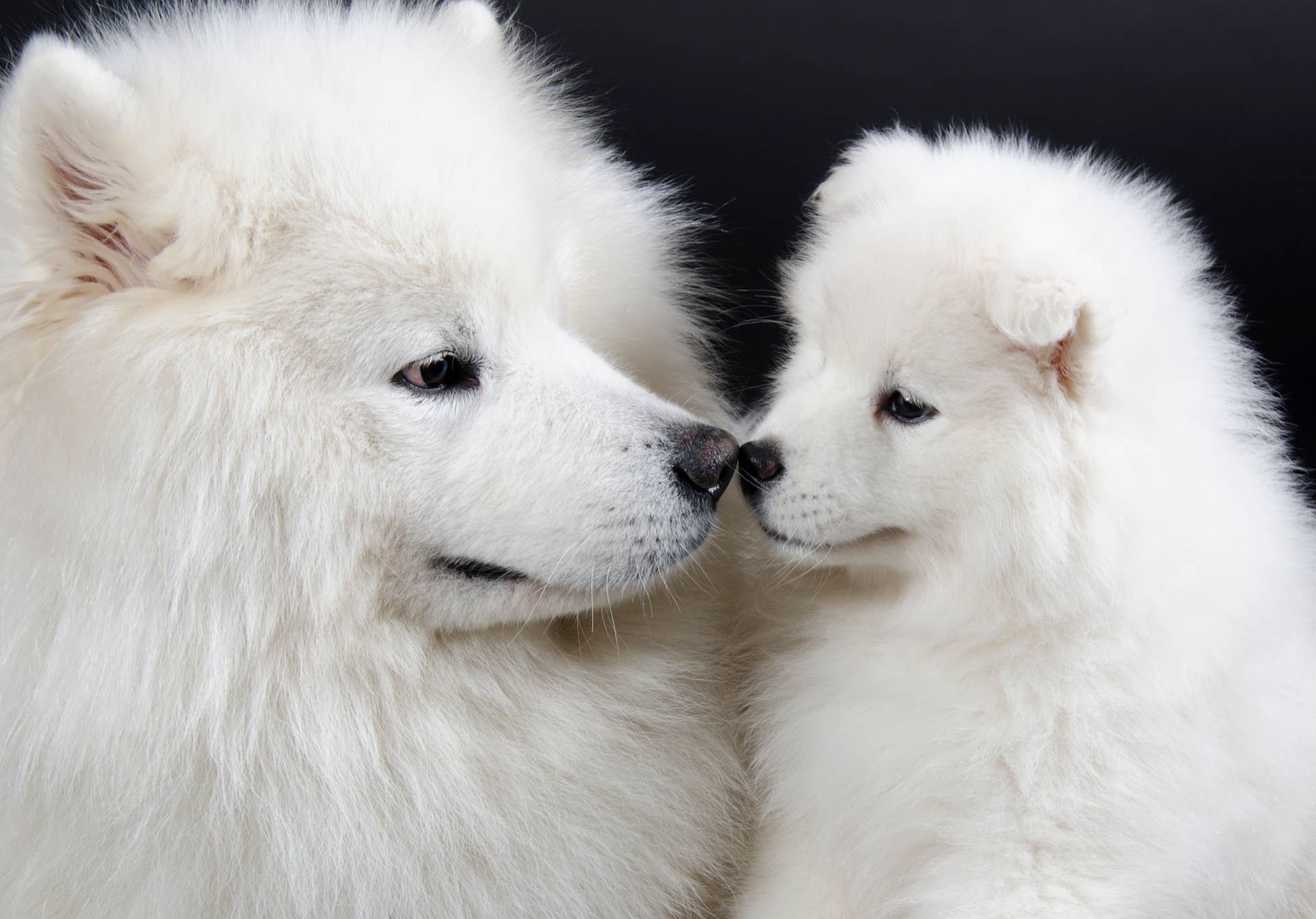 Image showcasing FDA Approves New Medication for Dogs With Separation Anxiety - Parade Pets