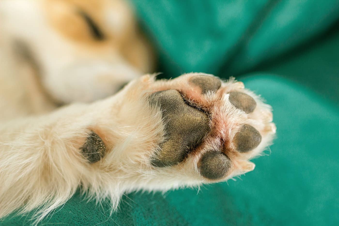 FDA Approves New Medication for Dogs With Separation Anxiety - Parade Pets