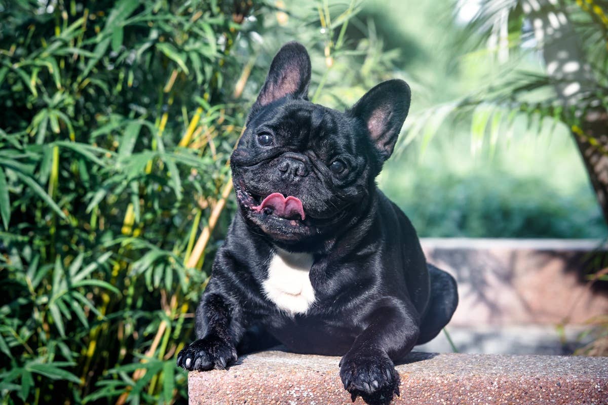 7 Dog Breeds That Are Perfect for Small Yards, According to Pet Experts ...