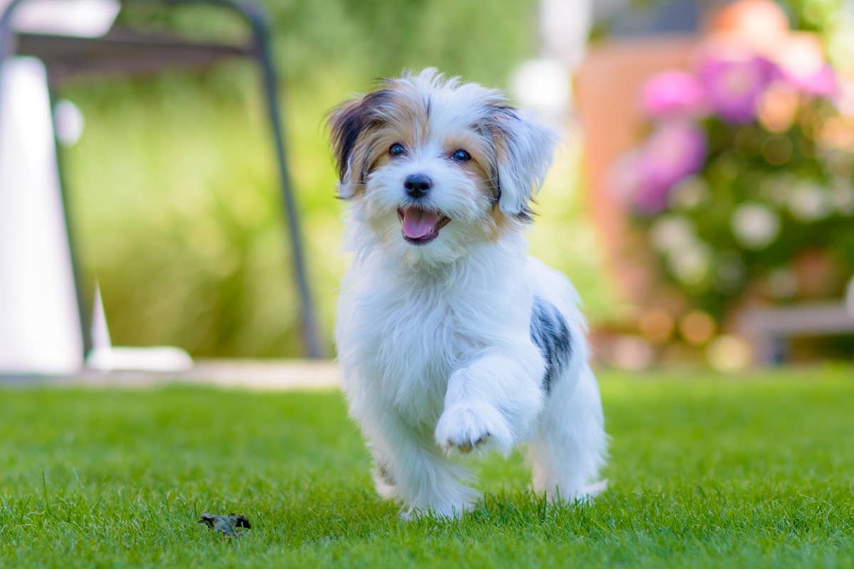 7 Dog Breeds That Are Perfect for Small Yards, According to Pet Experts ...