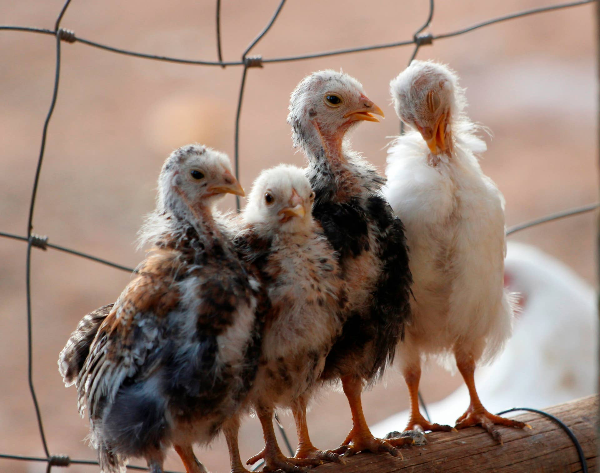 Turkeys Baby Computer Watch the Touching Moment a Mother Turkey Meets Her Adopted Babies and ...