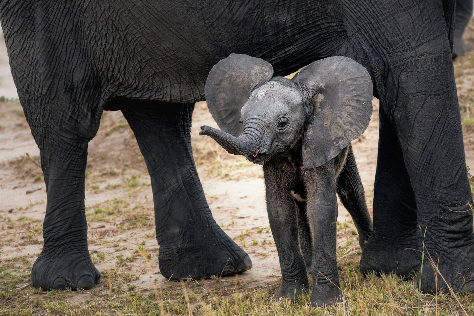 Baby Elephant Zaiya Sweetly Sucks Her Trunk Like It's Her Thumb ...