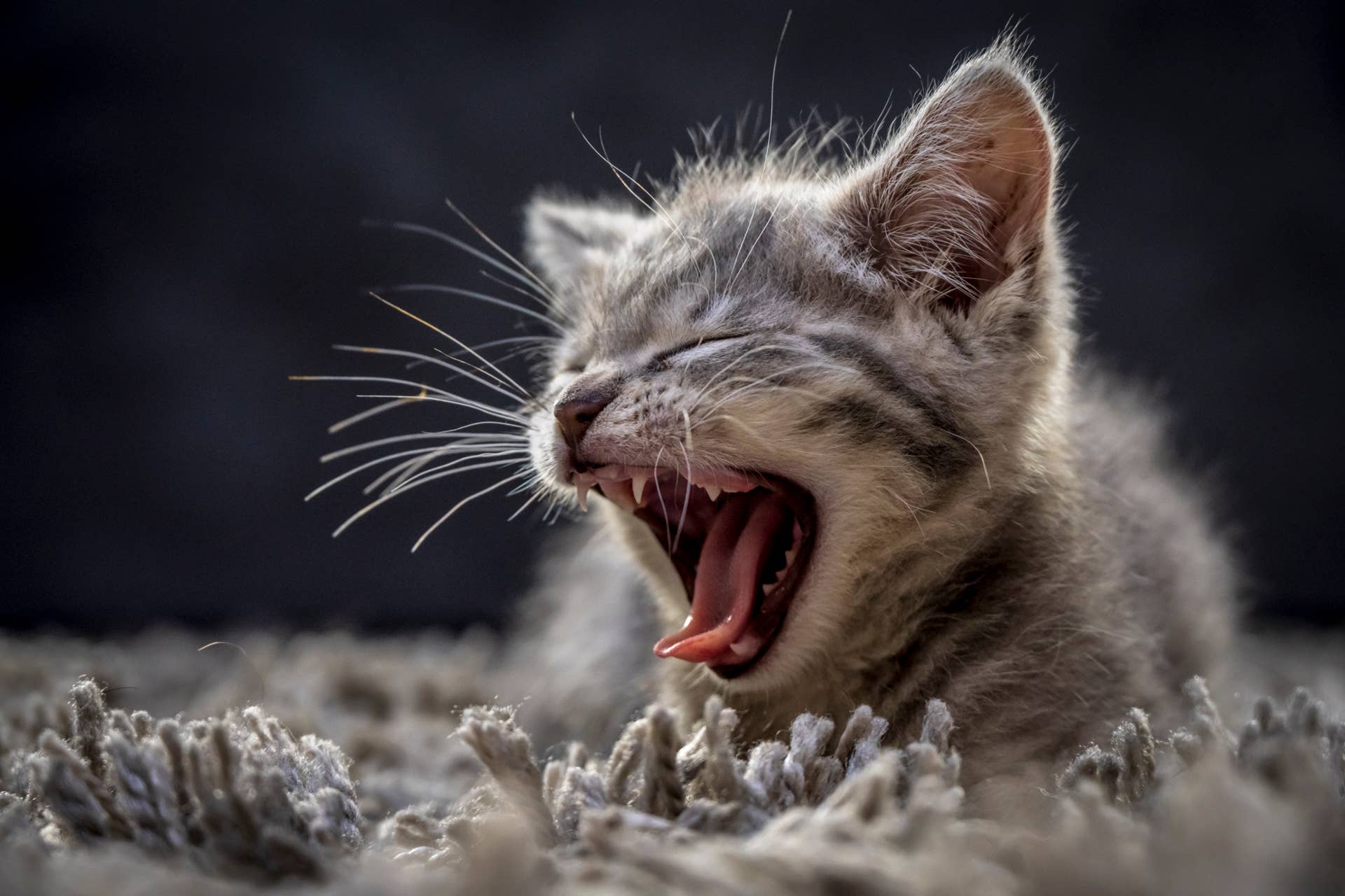 Pampered Cat Getting Her ‘$5,000 Gold Tooth’ Brushed Is Total Luxury ...