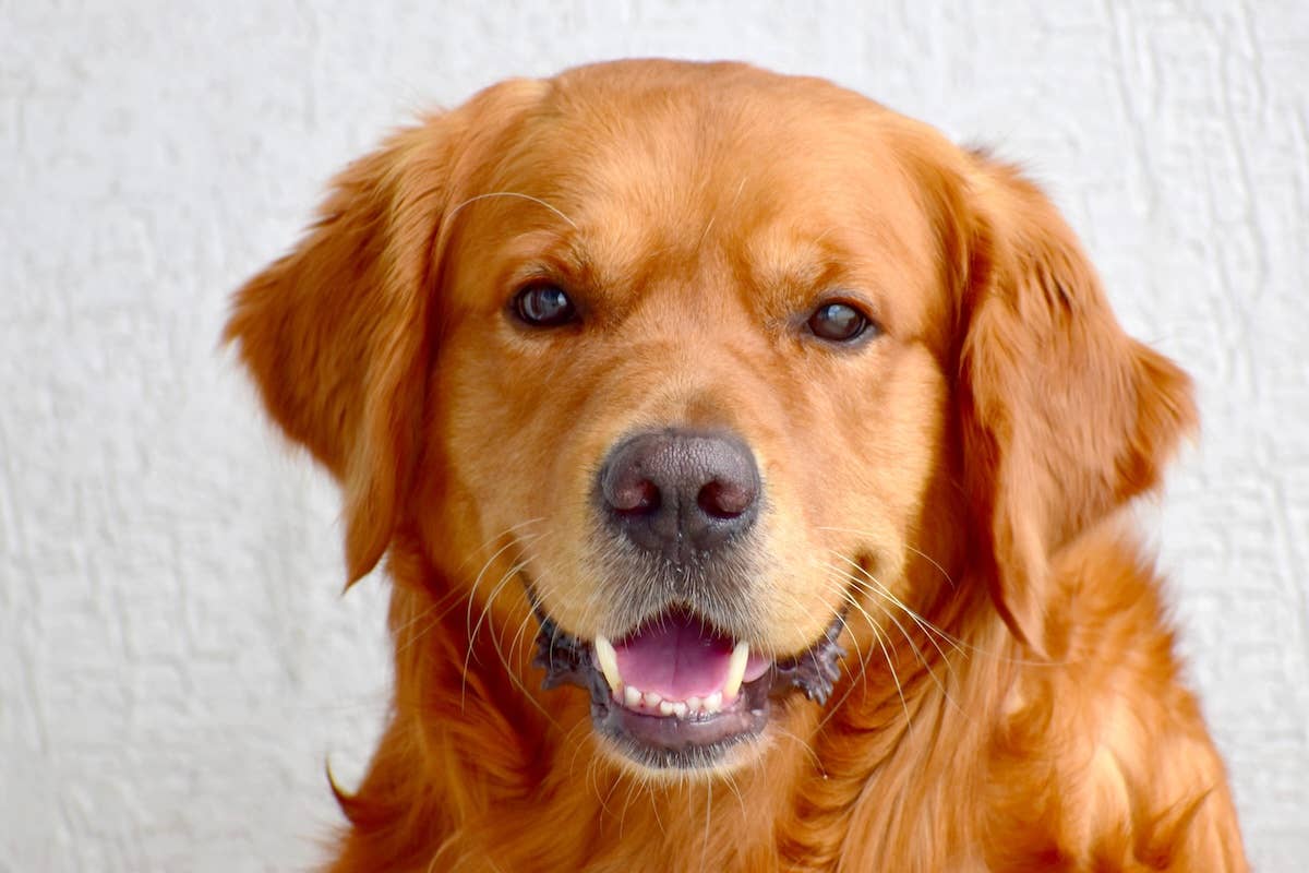This Golden Retriever Howls Along to the Keyboard Like She's Singing Her Heart Out - Parade Pets This Golden Retriever Howls Along to the Keyboard Like She's Singing Her Heart Out - Parade Pets