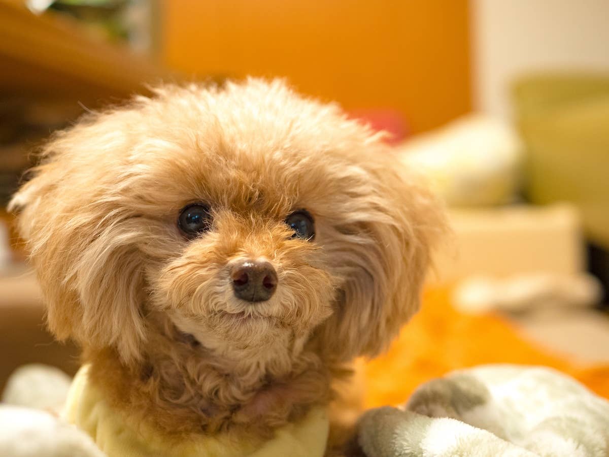 Tiny Toy Poodle Puppy Barks Herself Right Down The Stairs Parade Pets Tiny Toy Poodle Puppy Barks Herself Right Down The Stairs Parade Pets