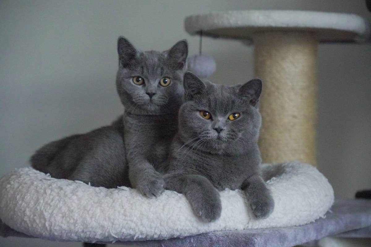 7 Sweet & Quirky Realities of Having a British Shorthair, According to ...
