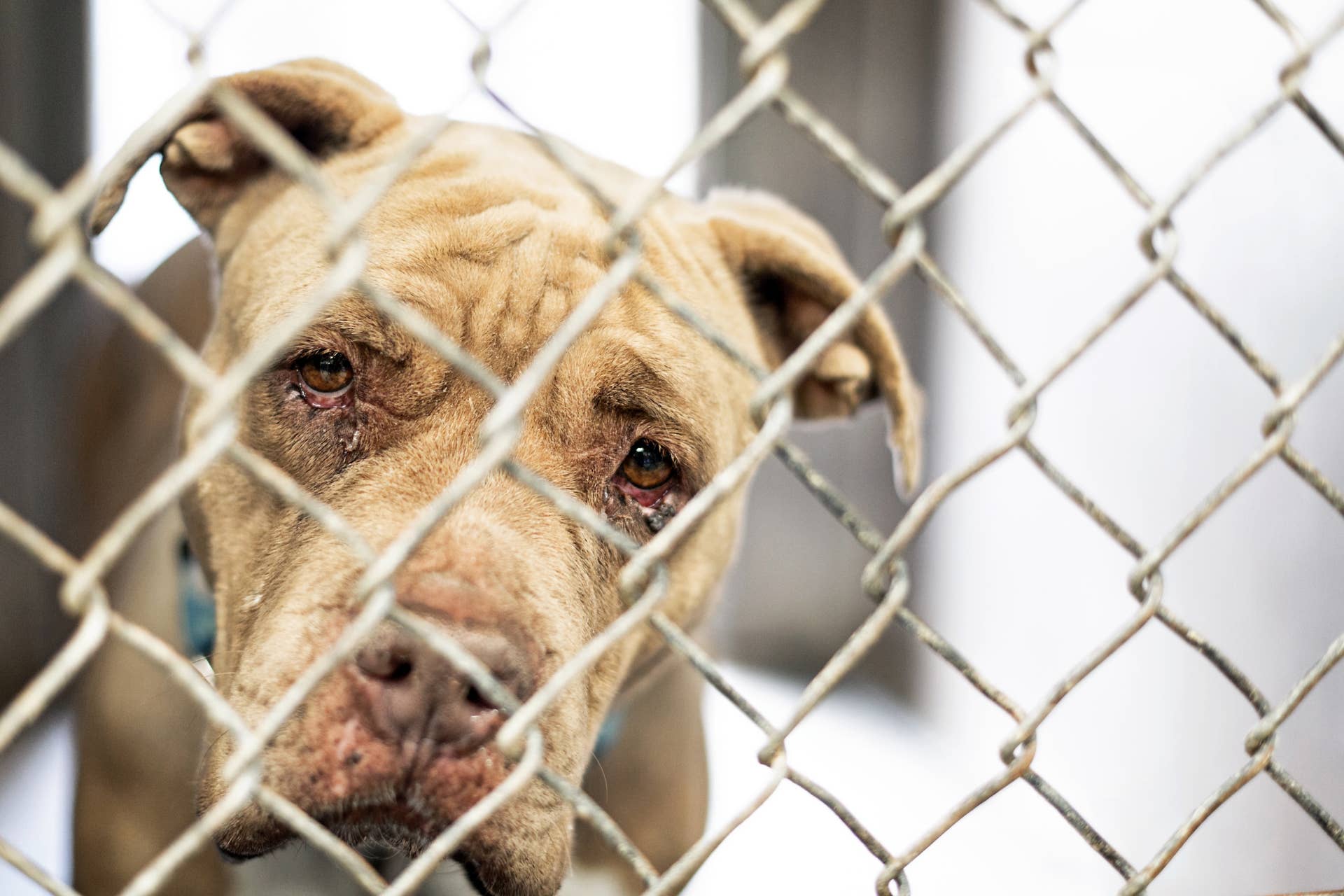 Mini Walk In Rescue Rescue Pit Bull ‘Comes Back to Life’ in Shelter - Parade Pets