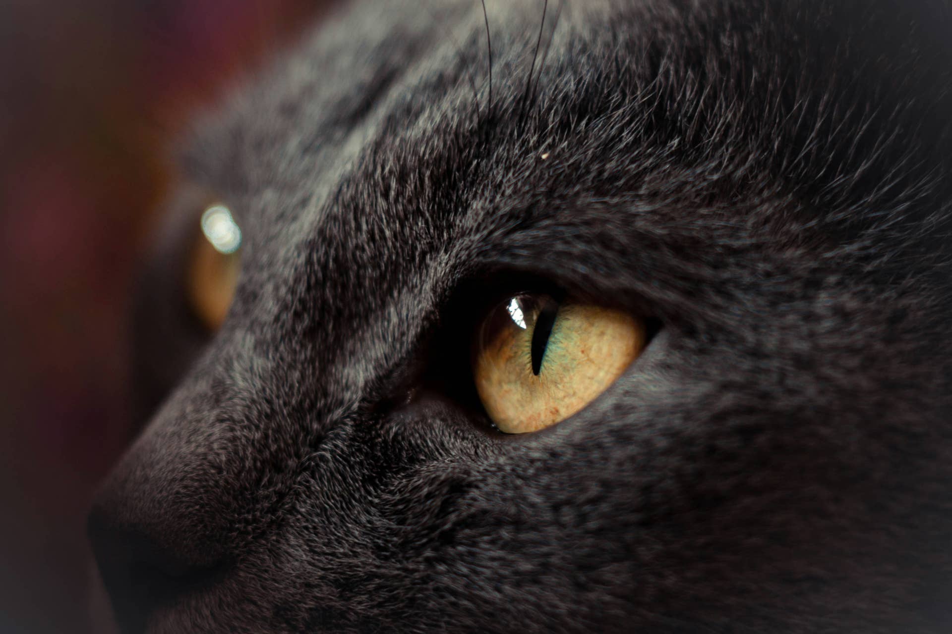 Black Cat Looks So Much Like Toothless From 'How to Train Your Dragon ...