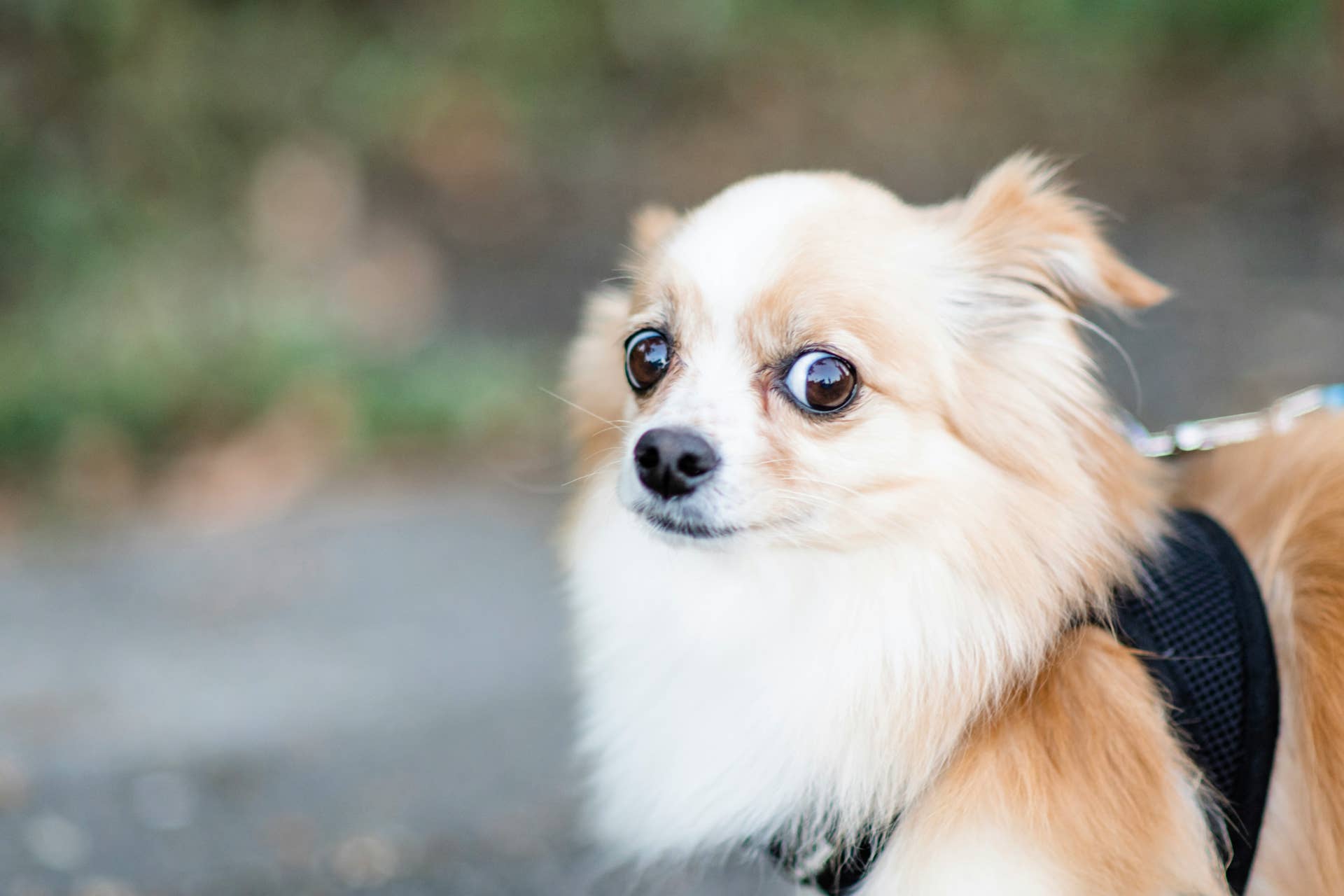 Perfectly Floofed Little Dog Legit Looks Like a Cartoon After Grooming ...