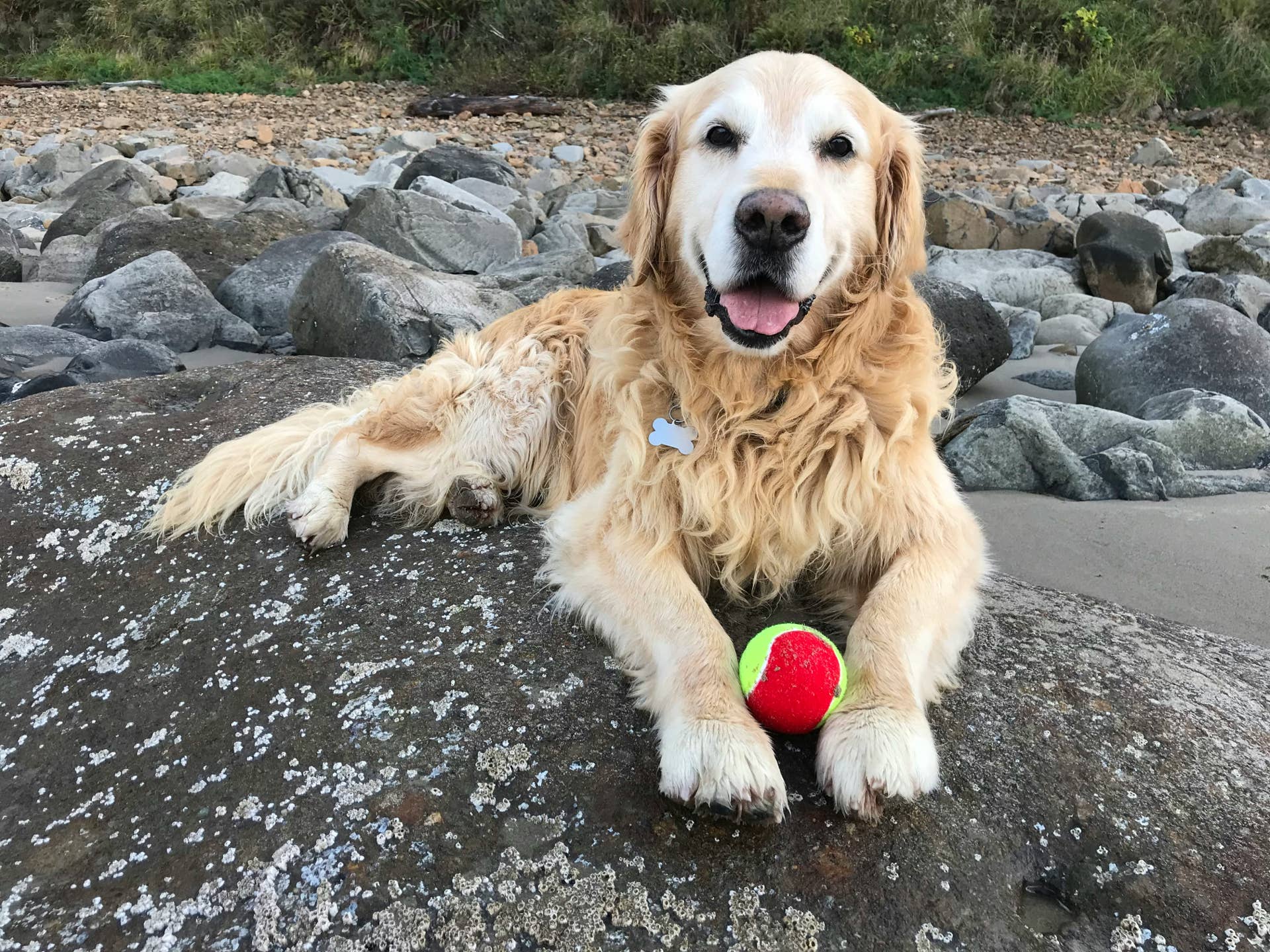 Golden Retriever 'Hustles' Pets From Everyone at the Park Like a Total Gangster