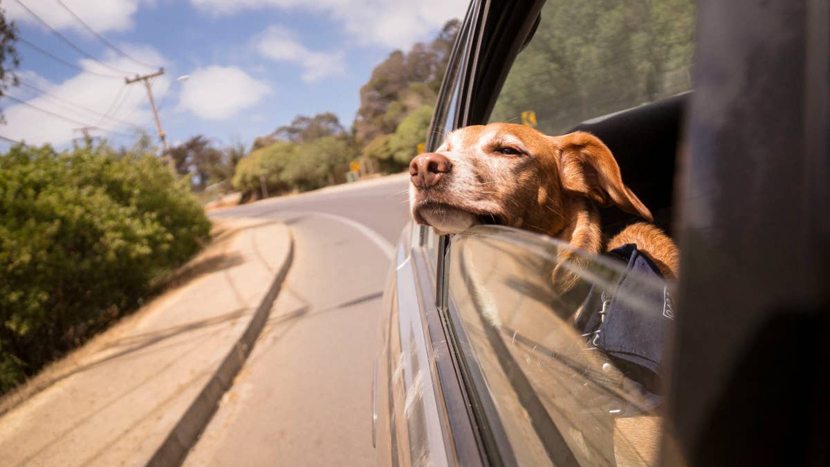 This Crash-Tested Essential Is a Game Changer for Pet Safety