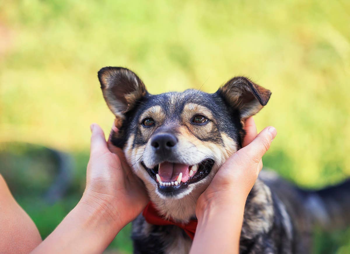Most Popular Dog Names Of 2026 According To A Study Parade Pets most-popular-dog-names-of-2026-according-to-a-study-parade-pets