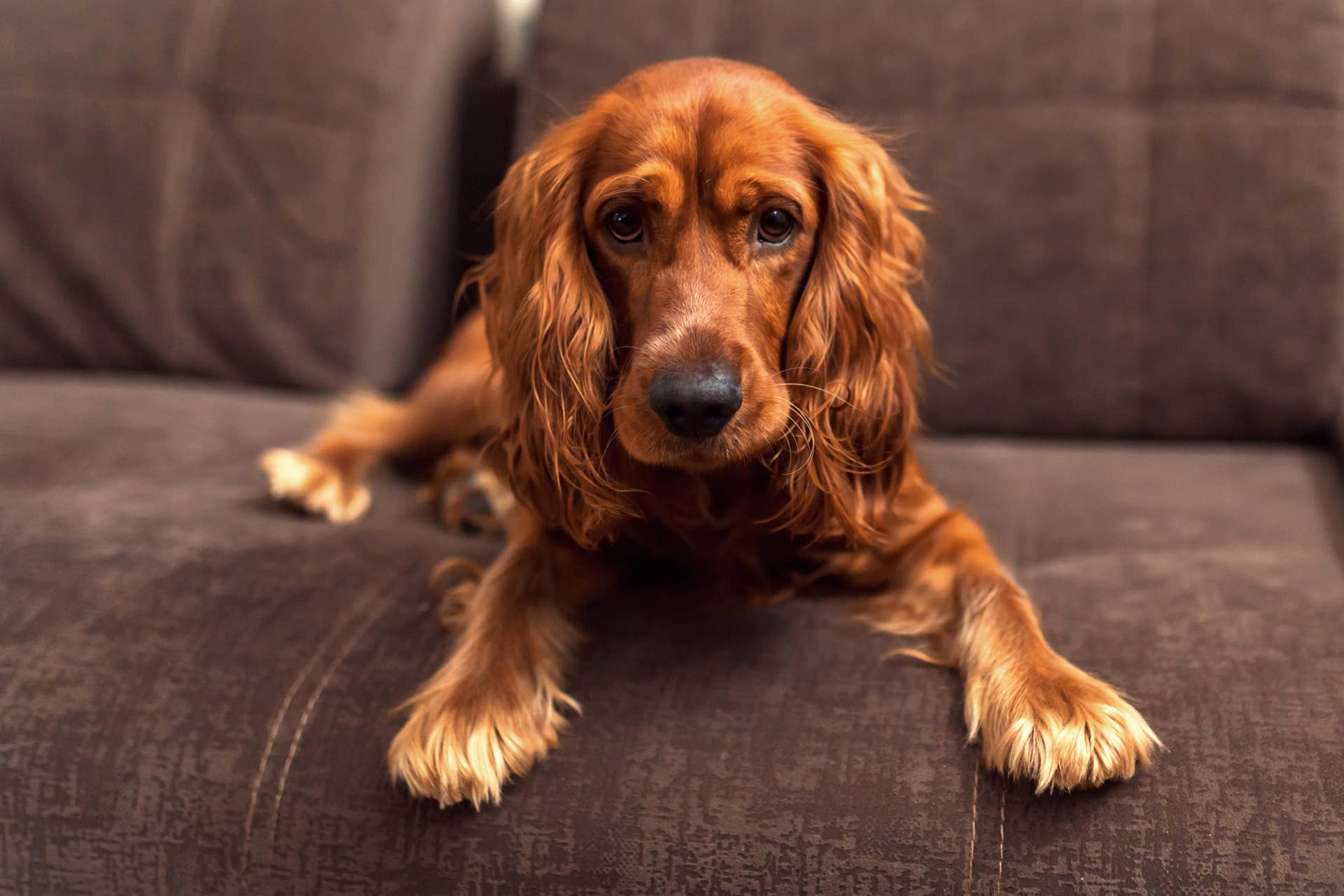 Rare Field Spaniel Celebrates His First Birthday, and He's Already the ...