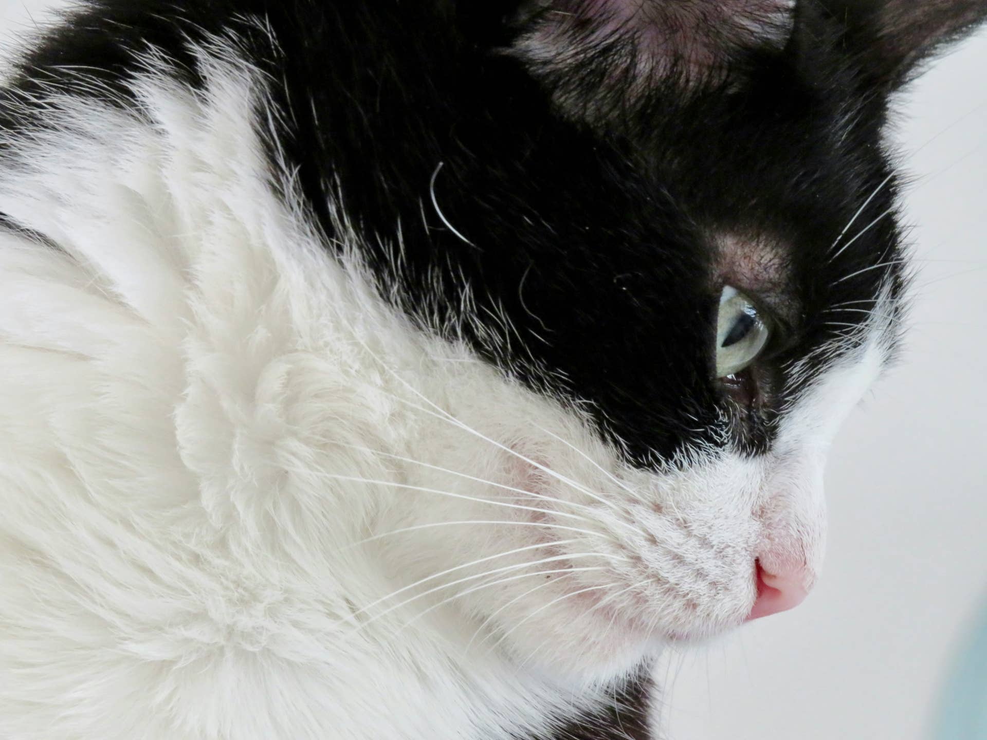 Cat With Paralyzed Back Legs Refuses to Give Up As She Tackles a Flight of Stairs