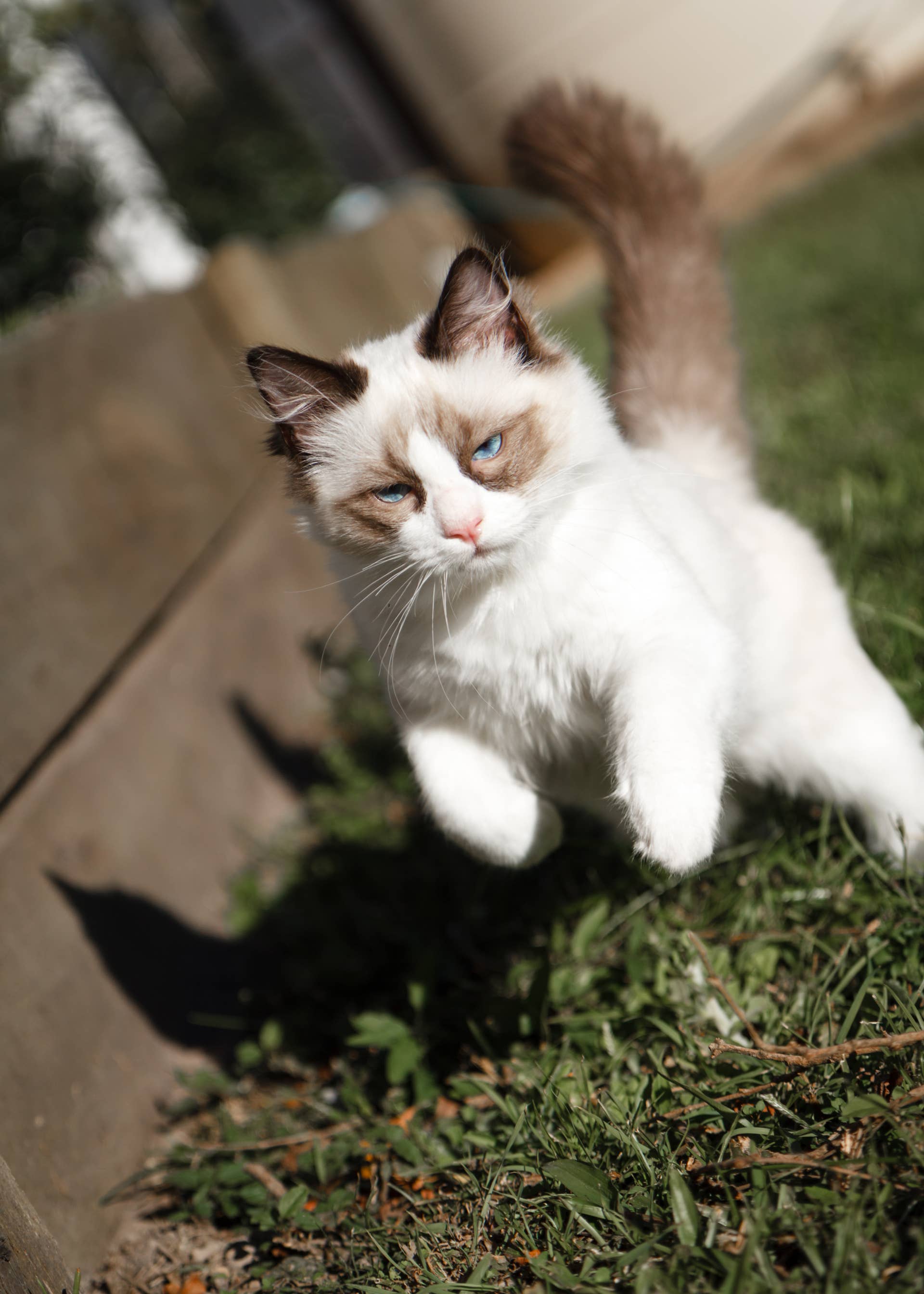 Ragdoll Cat Throws a Tantrum and People Say He Looks Like a 'Mad Bunny Thumping'