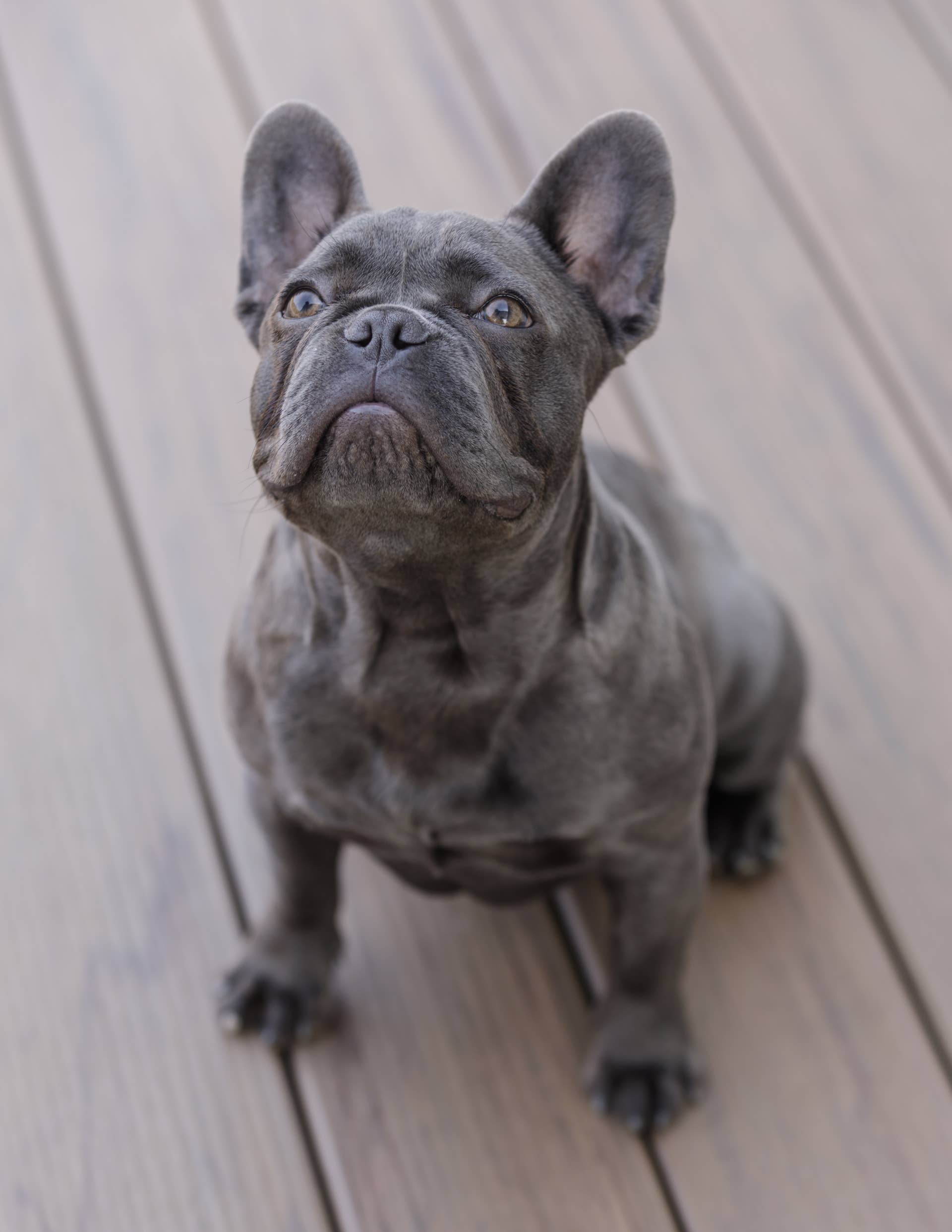Mom Sits Down to Chill for 5 Milliseconds--Her French Bulldog Sounds the Alarm